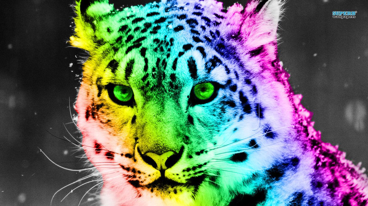 Colorful Cheetah Wallpaper