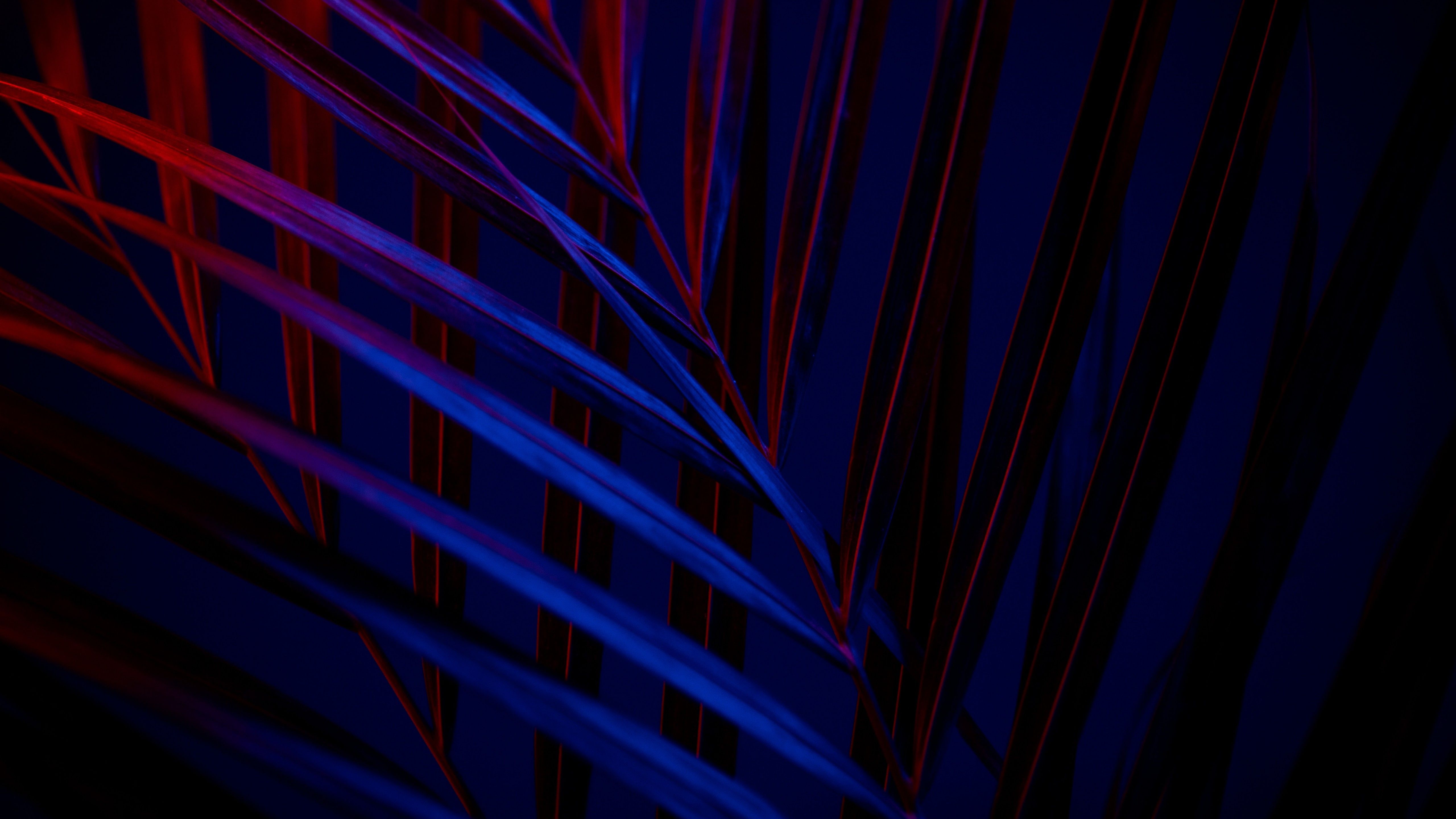 Plant 4K Wallpaper, Dark Background, Leaves, Blue, Red, 5K, Black Dark