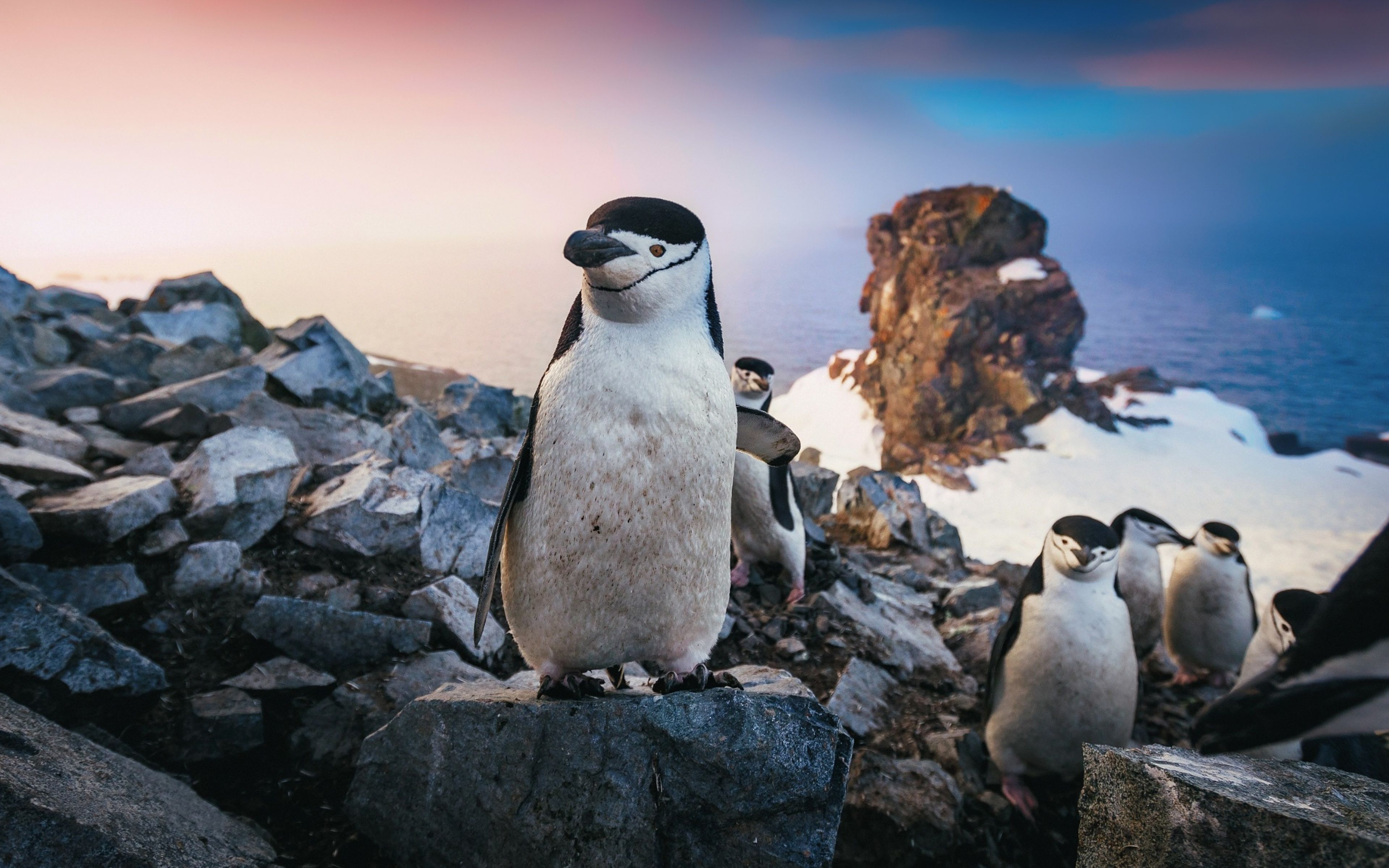 Chinstrap Penguin 4k HD 4k Wallpaper, Image, Background, Photo and Picture