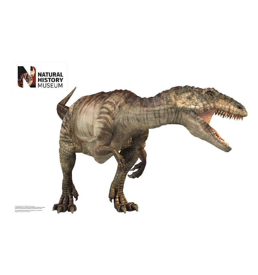 Giganotosaurus Pictures & Facts