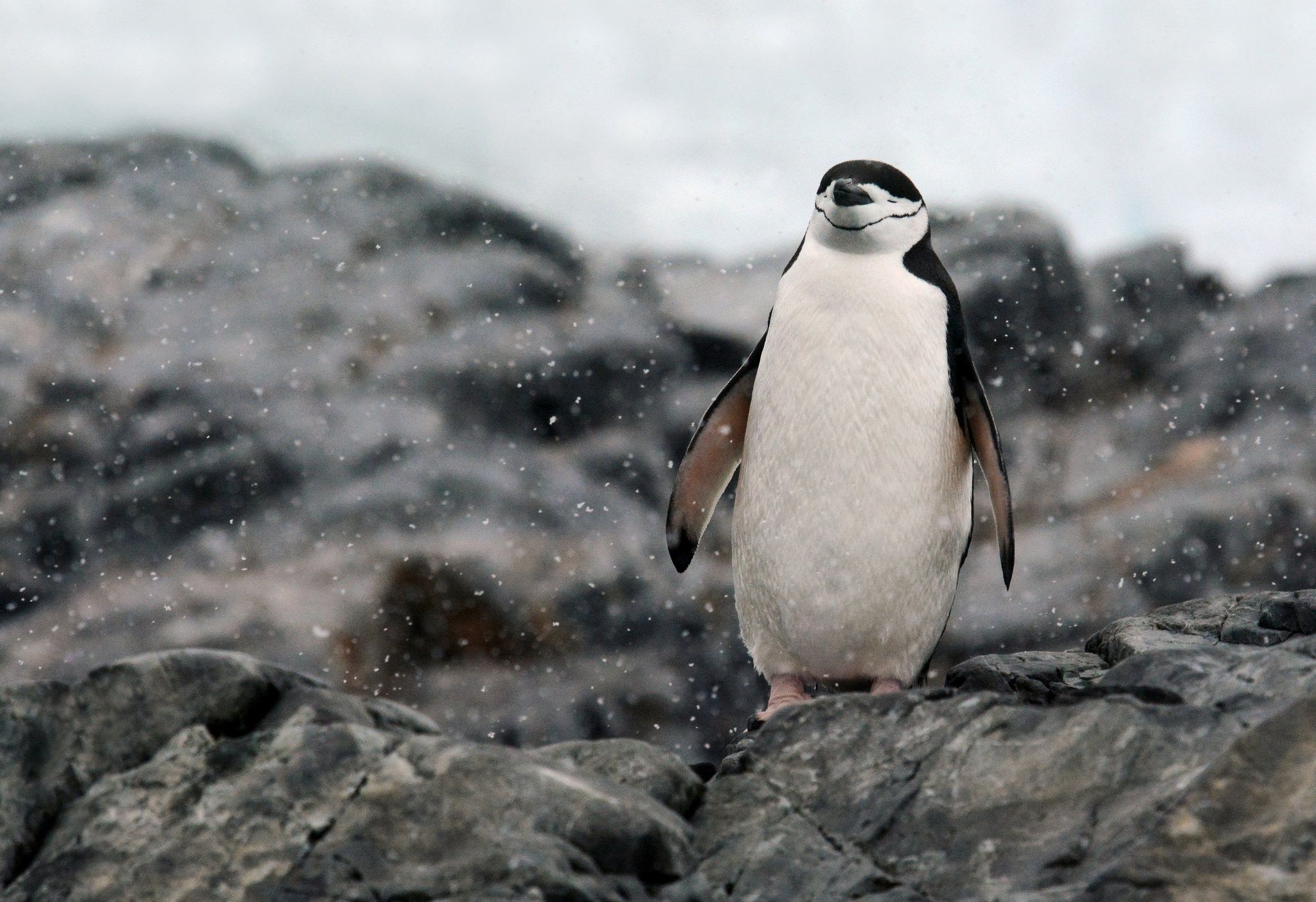 Chinstrap penguin HD Wallpaper. Background Imagex1404