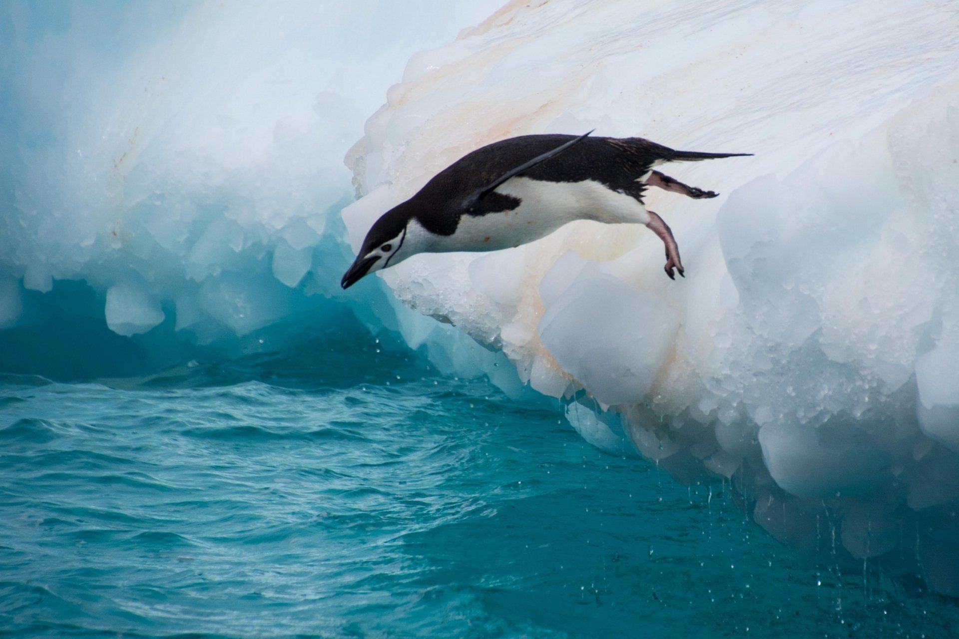 Chinstrap Penguin HD Wallpaper and Background Image