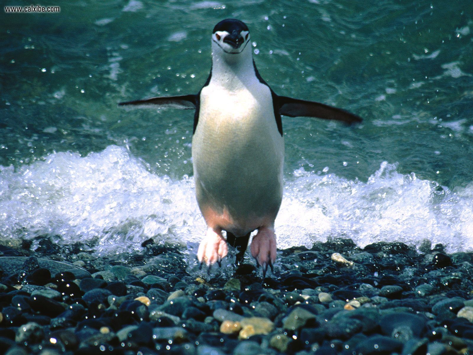 Animals: Making An Entrance Chinstrap Penguin, picture nr. 15240