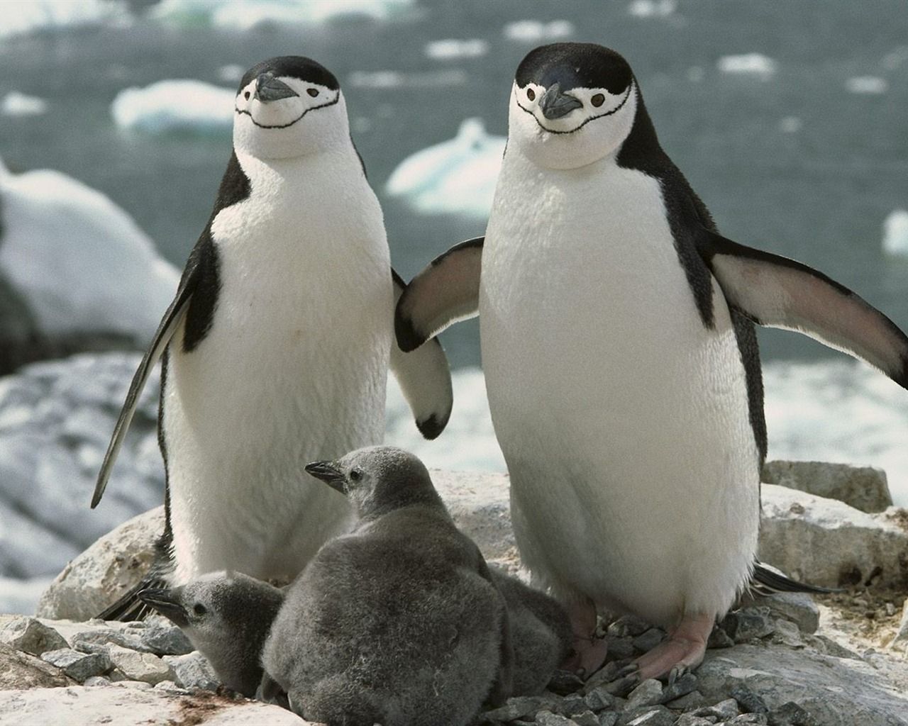 Chinstrap Penguin Parents and Chicks Antarctica