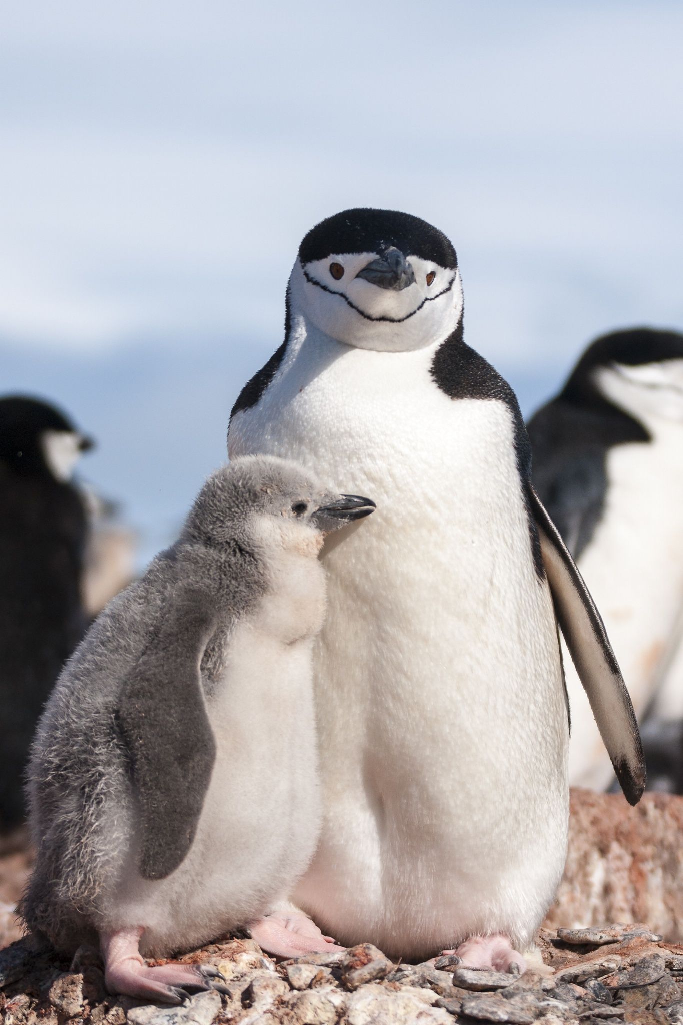 Best Chinstrap penguin ideas. chinstrap penguin, penguins, cute penguins