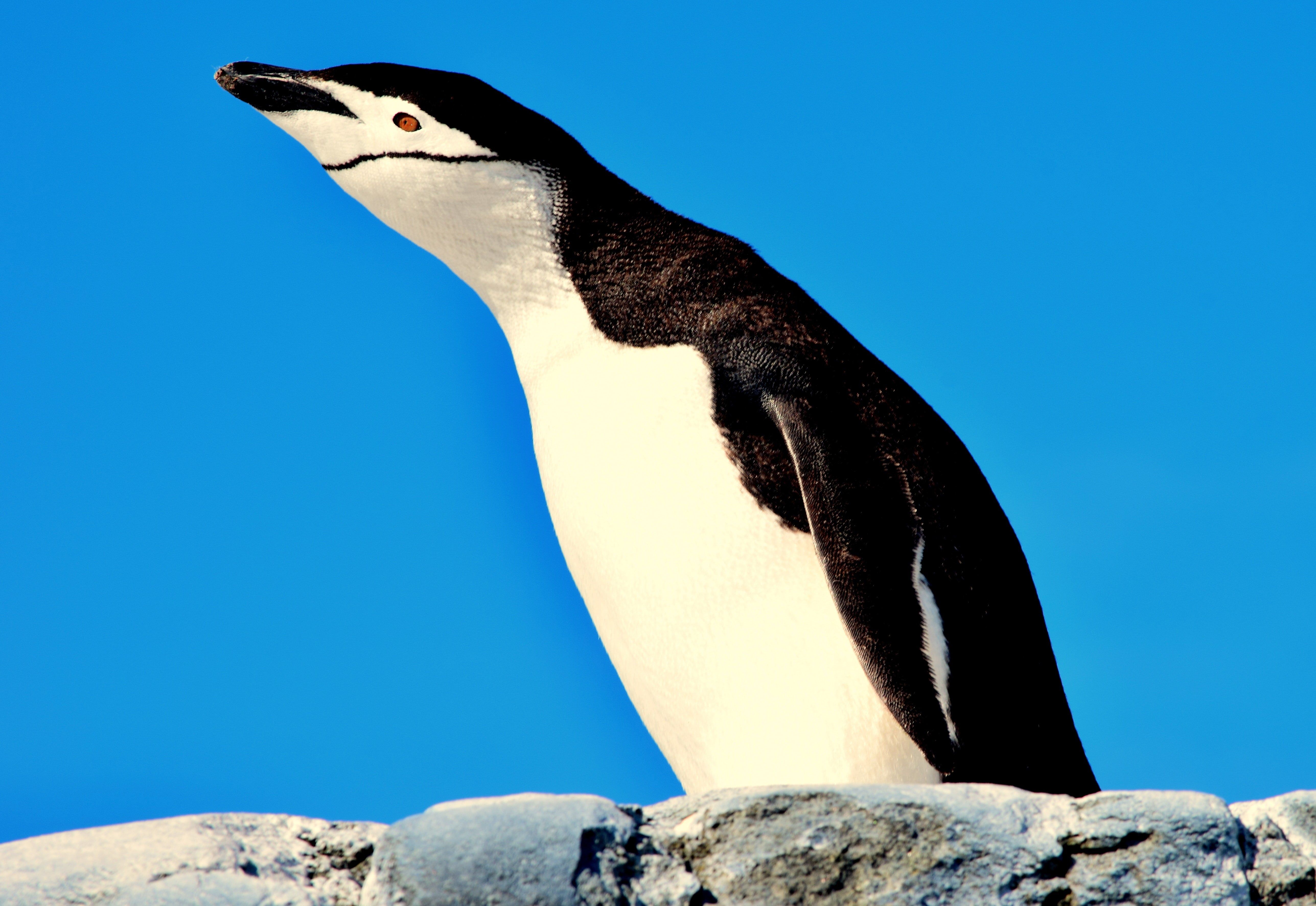 Chinstrap Penguin (Photo credit to Meg Jerrard) [5150 x 3547]