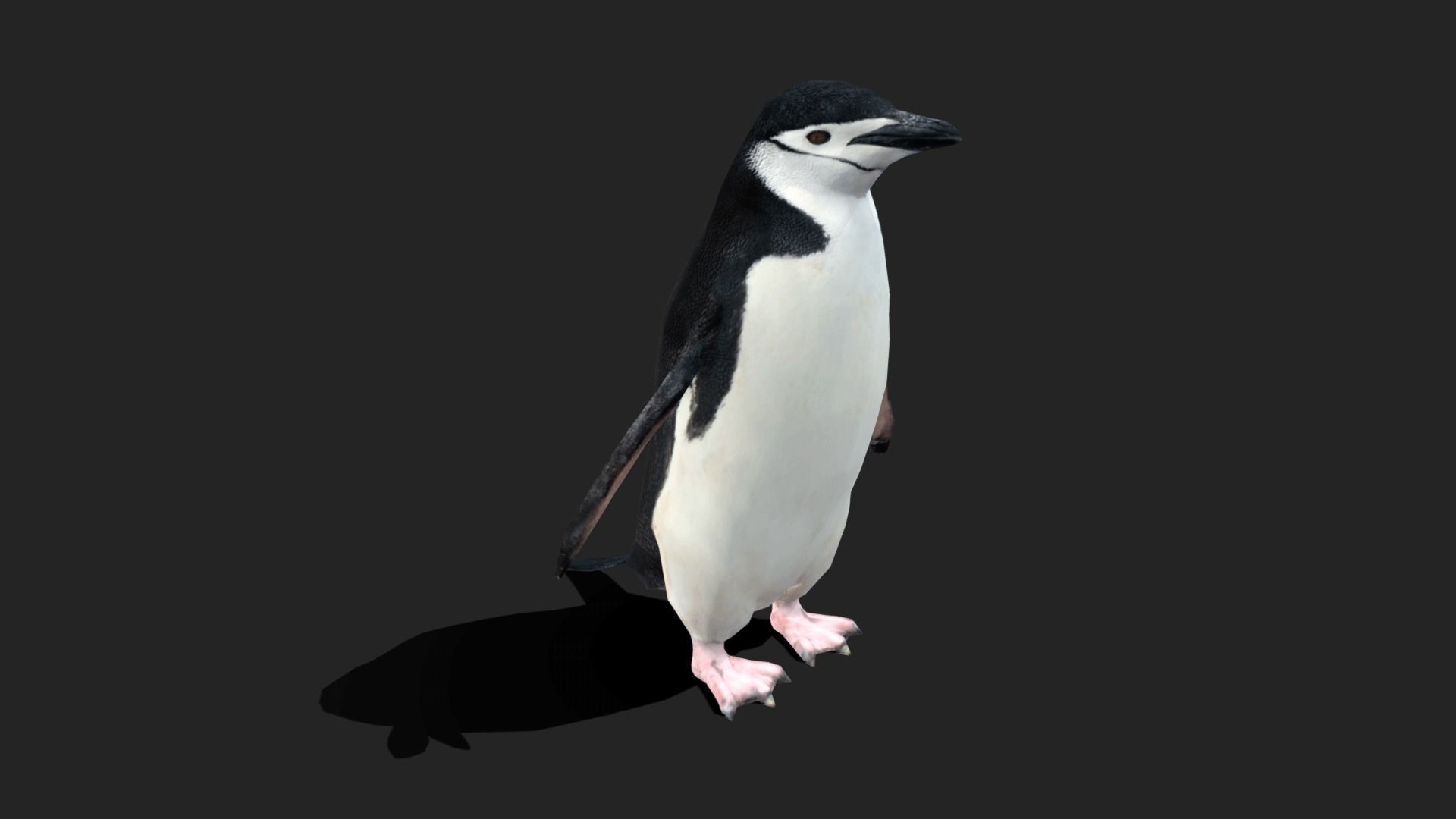 Chinstrap Penguin 3D asset