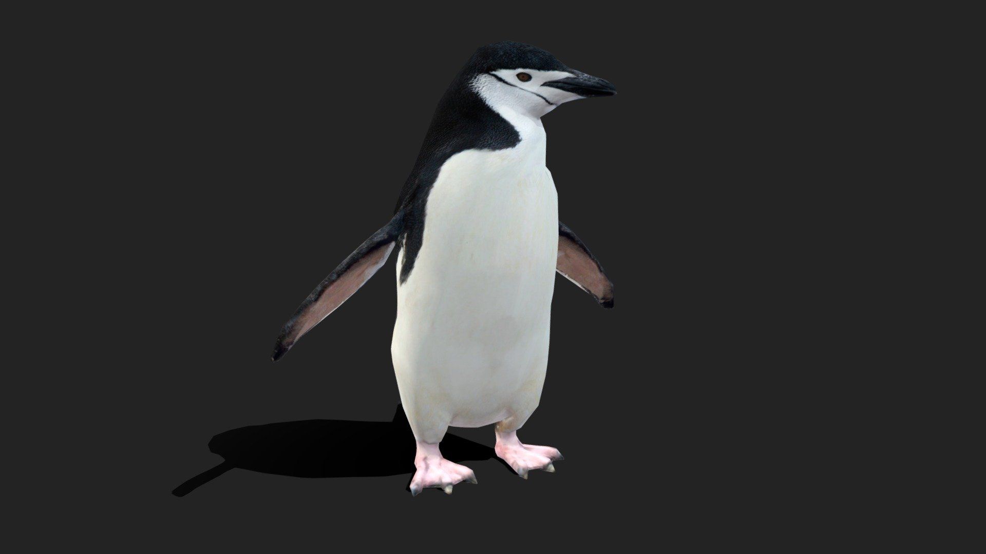 Low Poly Chinstrap Penguin Royalty Free 3D Model By 3D IDI [d02a04e]