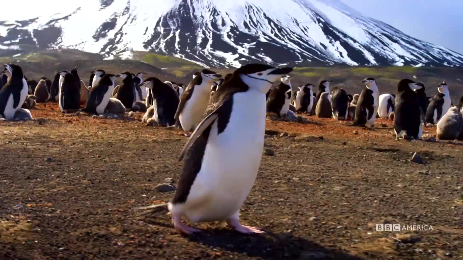 Chinstrap Penguin Swagger. Watch Planet Earth II Video Extras