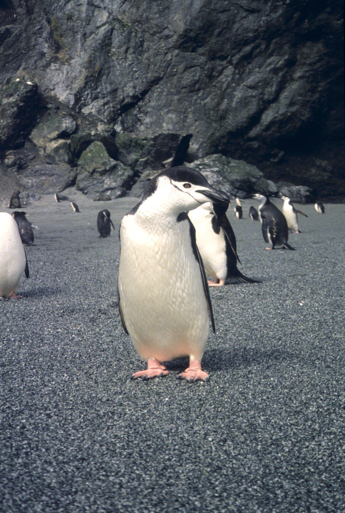 Chinstrap Penguin On Seal Island, 1993 94 Austral