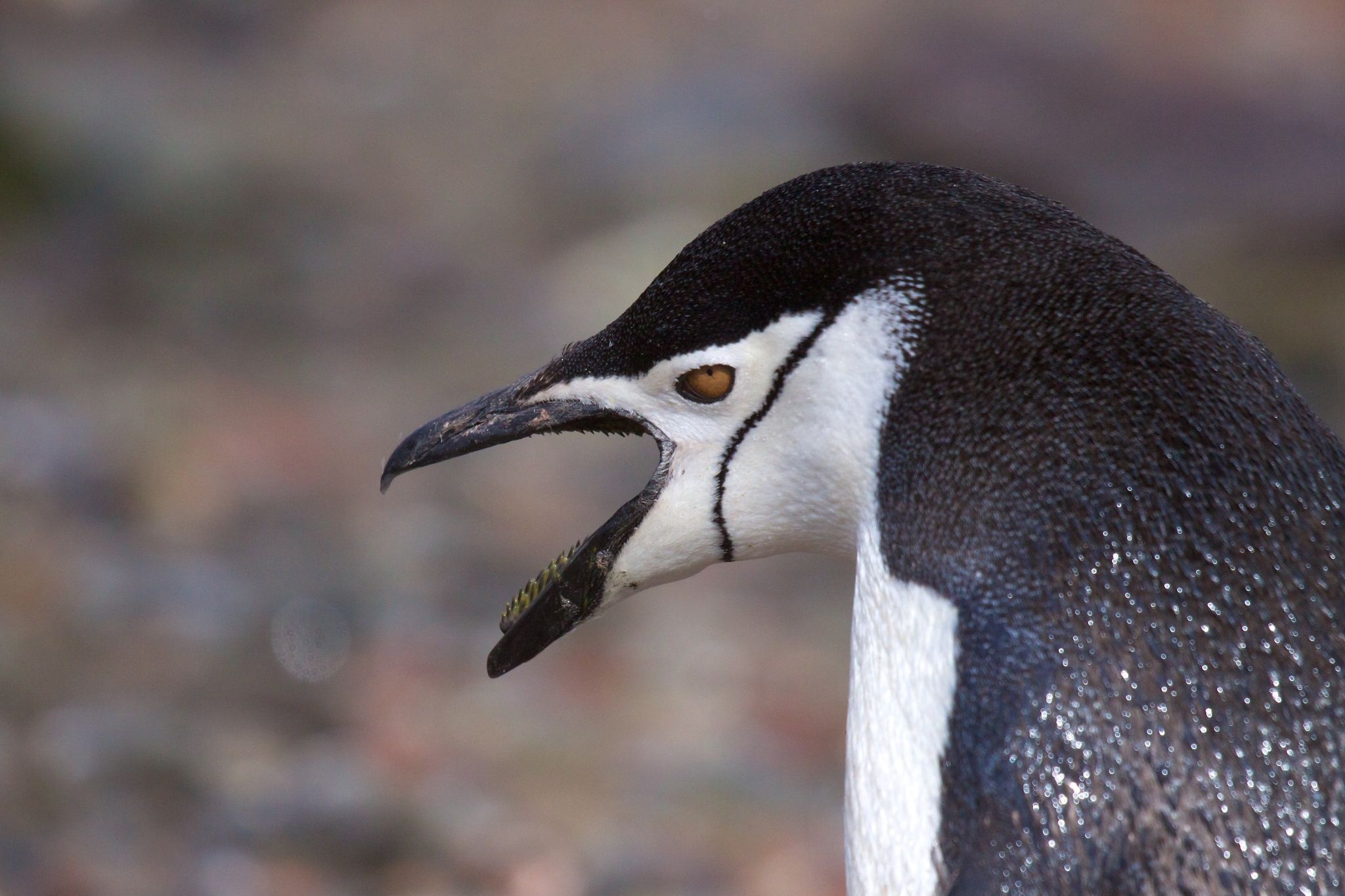 Showing teeth by Keli / 500px. Penguins, Chinstrap penguin, Shetland