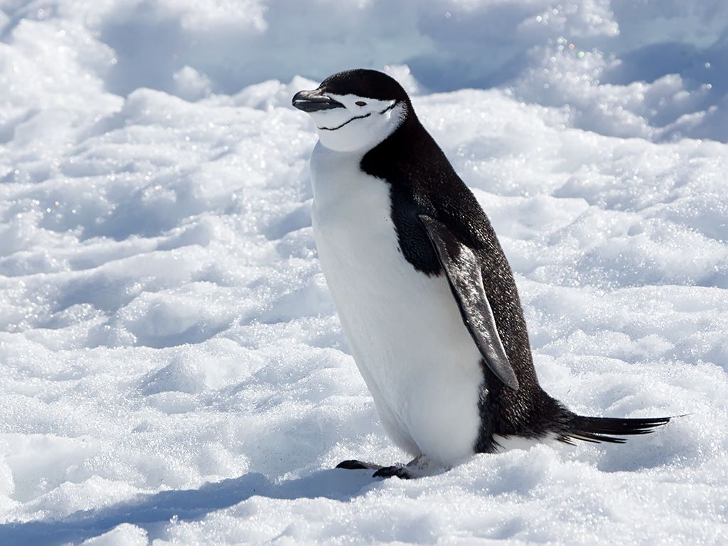 Chinstrap Penguin (Pygoscelis antarctica). Robert Island, S