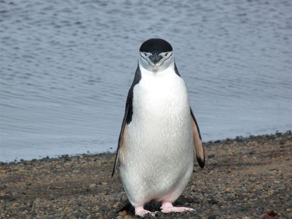 Animal Unique: Chinstrap Penguin