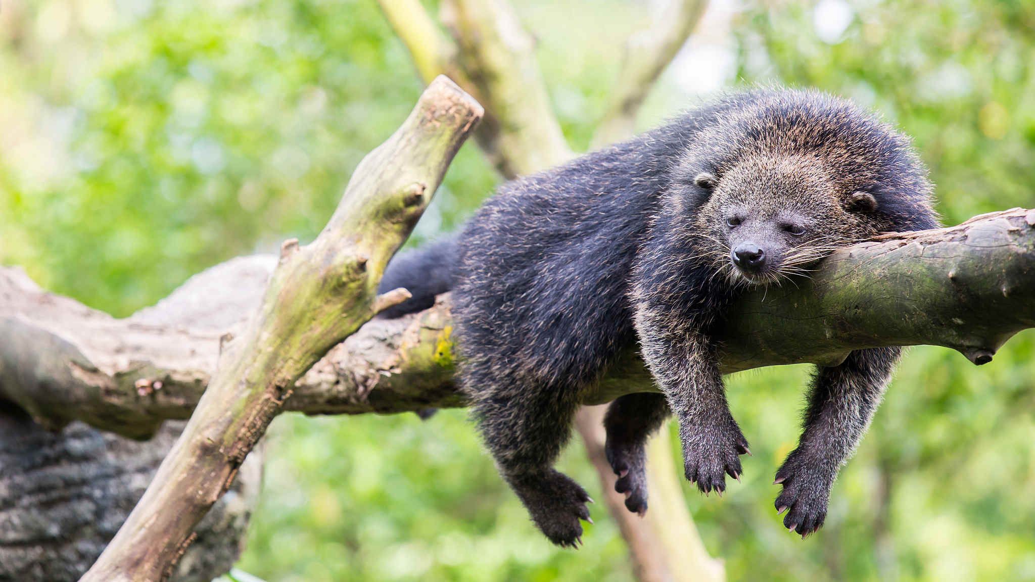 Wildlife of China: Bearcats that smell like buttered popcorn