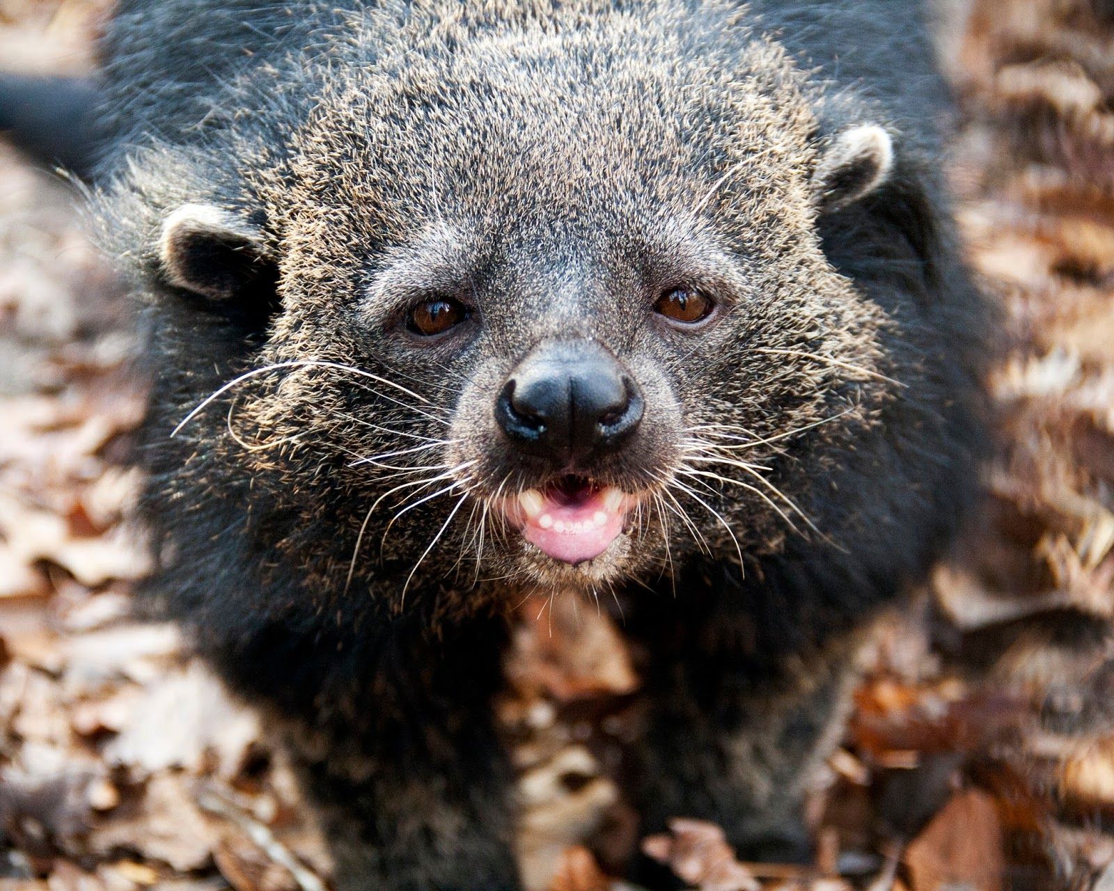 Fun Animals Wiki, Videos, Picture, Stories: Cute Animal Feature Scented Binturong