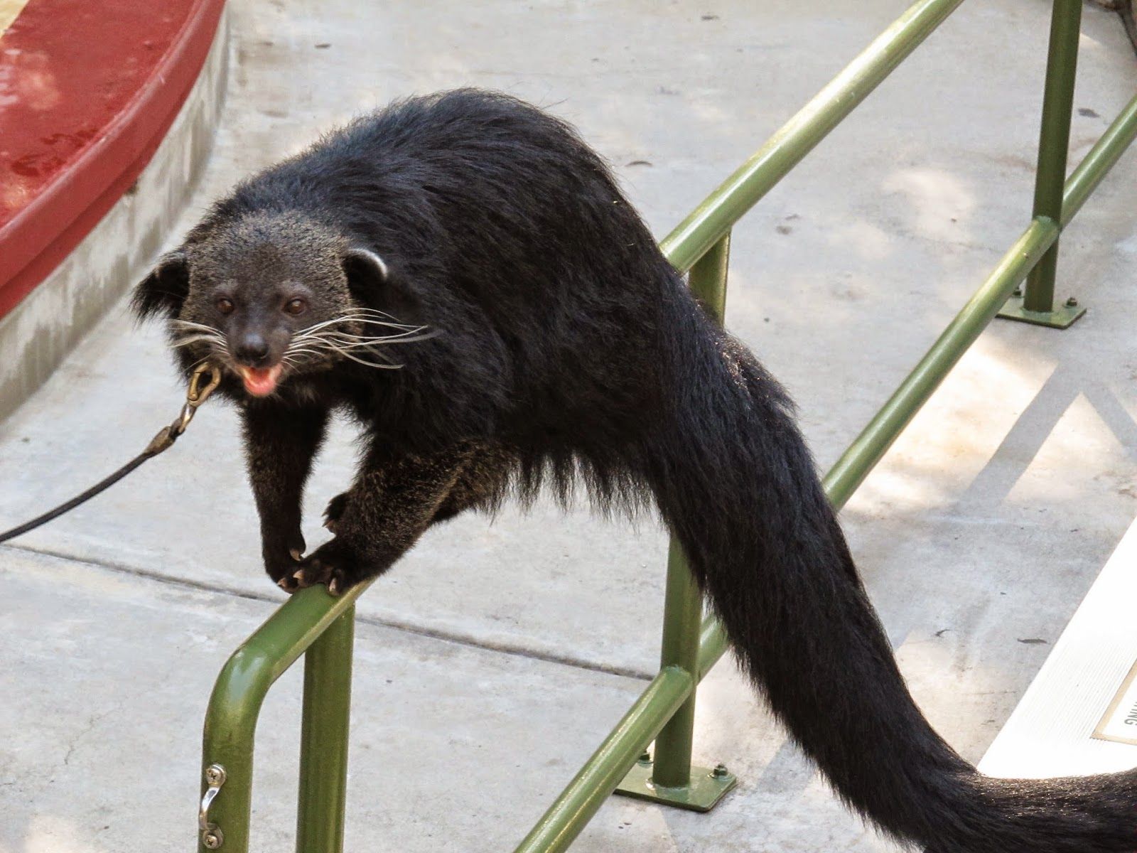 Life with Dylan: Happy World Binturong Day!