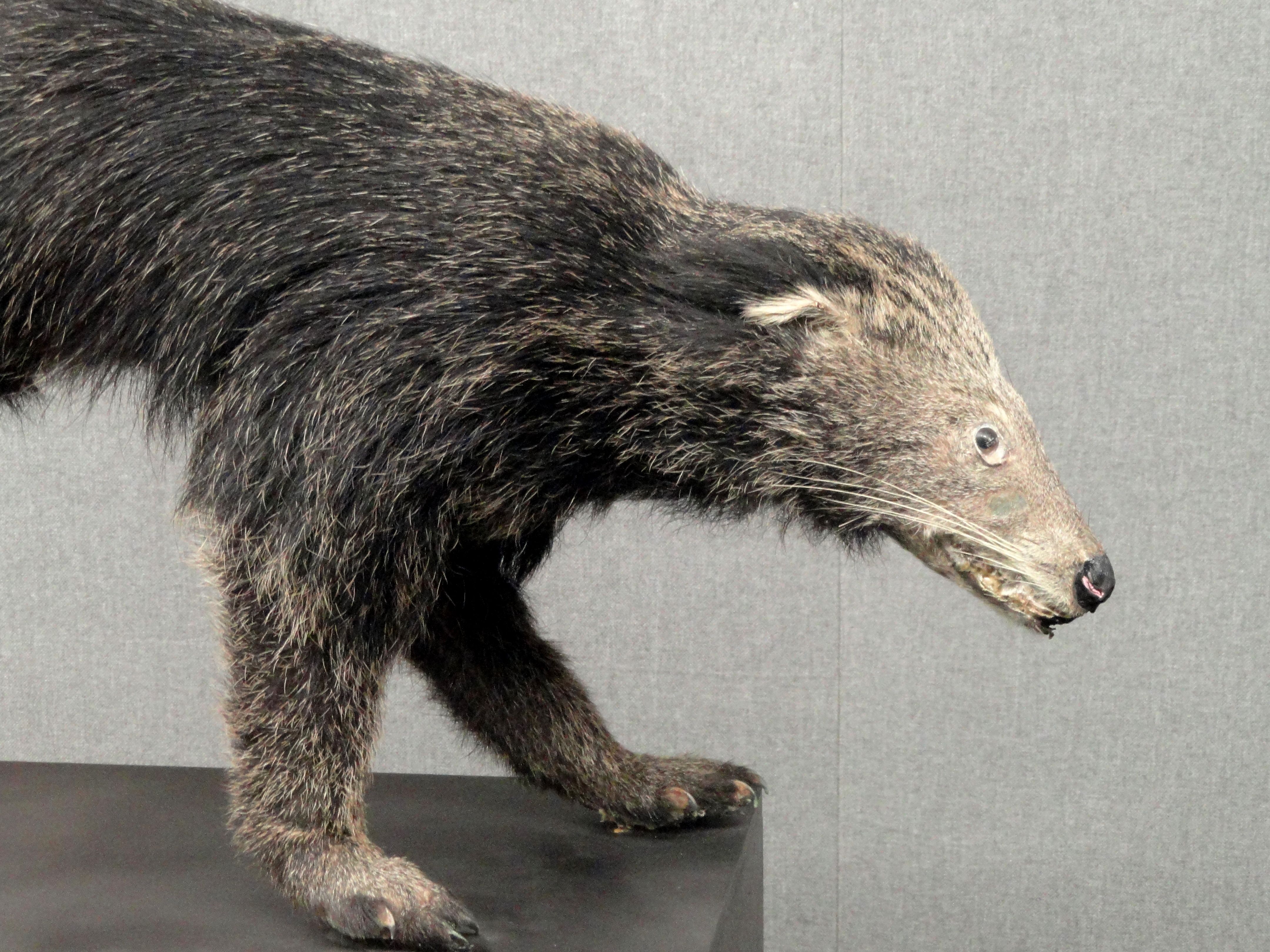Arctictis binturong Natural History Museum of Zoology