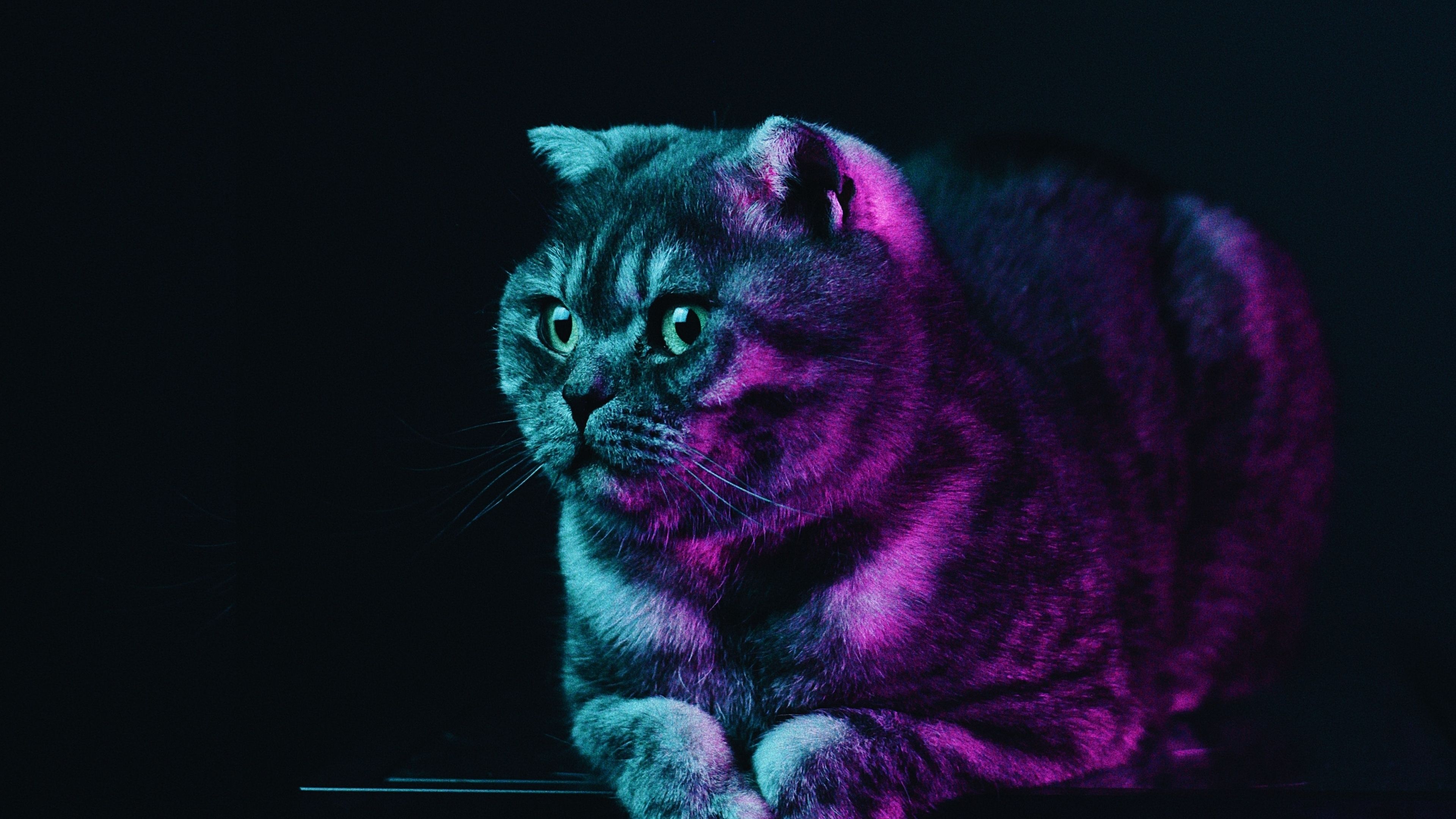Download 3840x2160 wallpaper fat cat, neon glow, animal, 4k, uhd 16: widescreen, 3840x2160 HD image, background, 24000