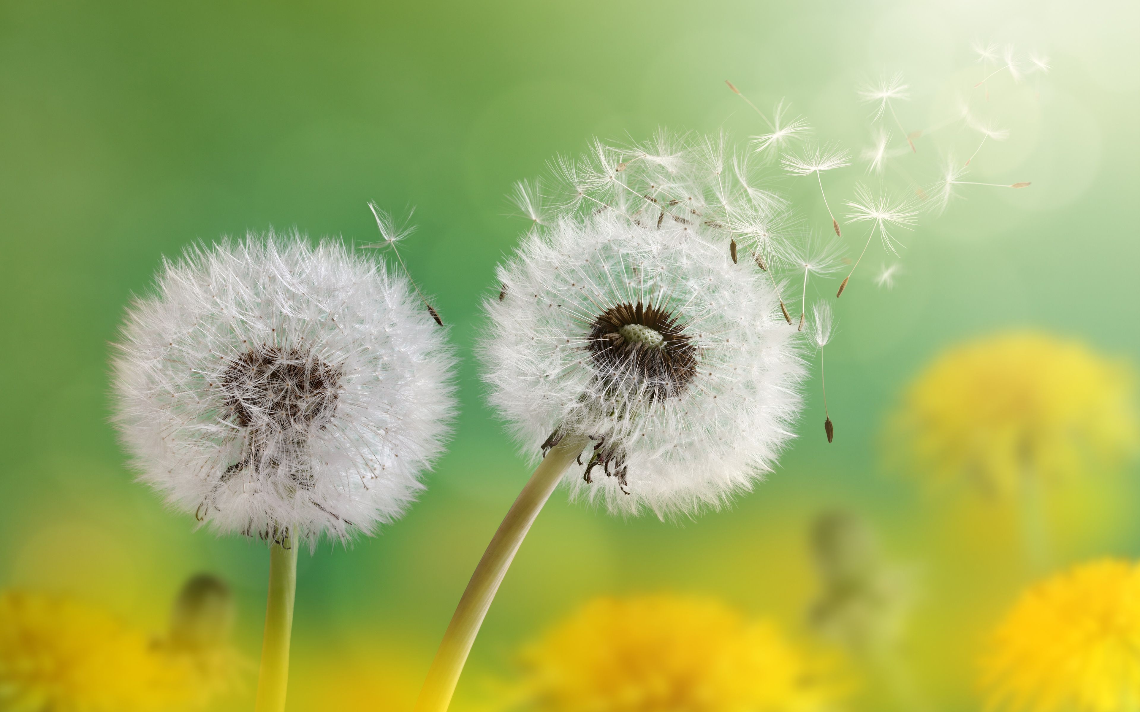 Dandelion 4K wallpaper for your desktop or mobile screen free and easy to download