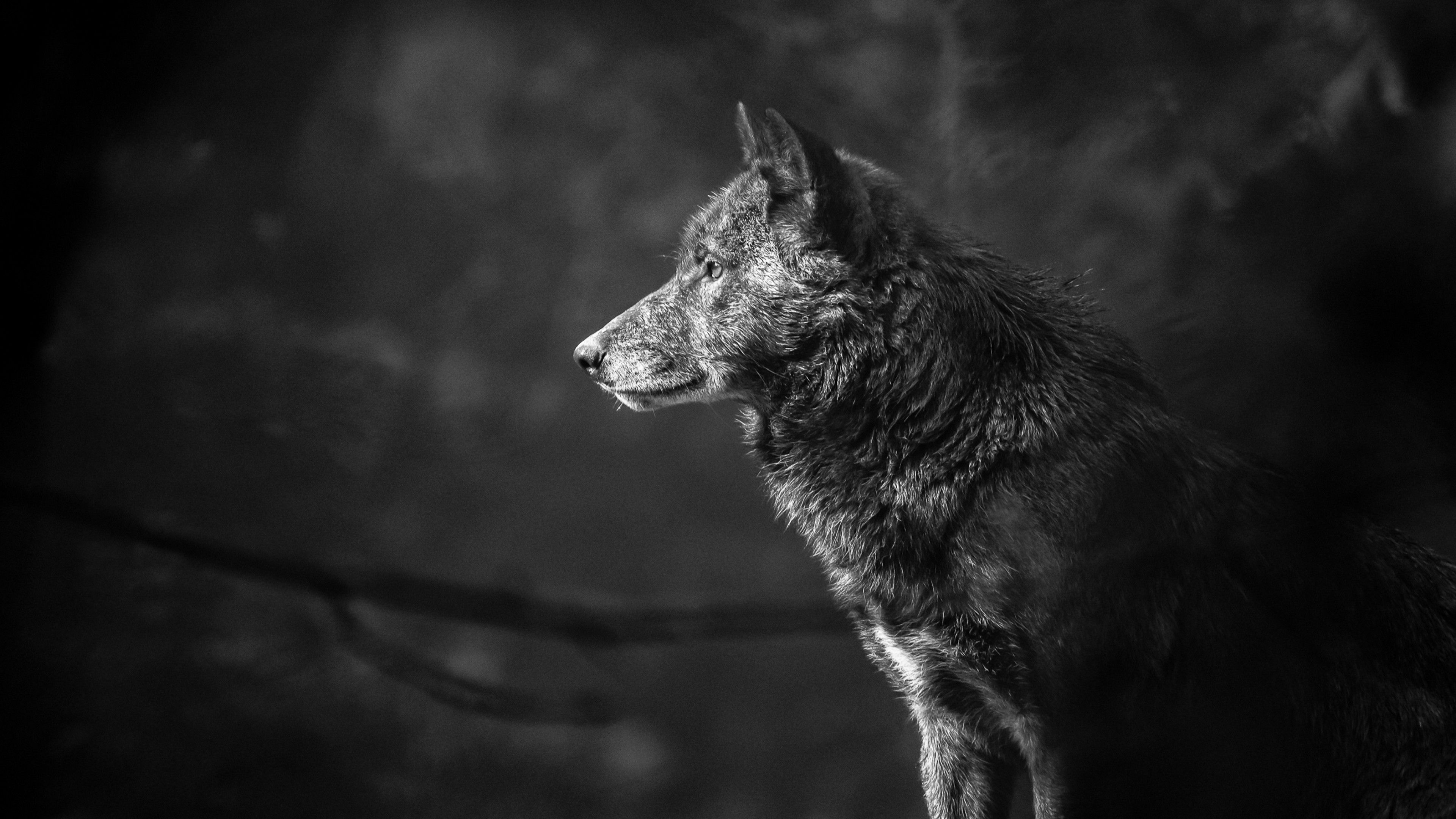 Wallpaper Wolf, black, 4K, Animals