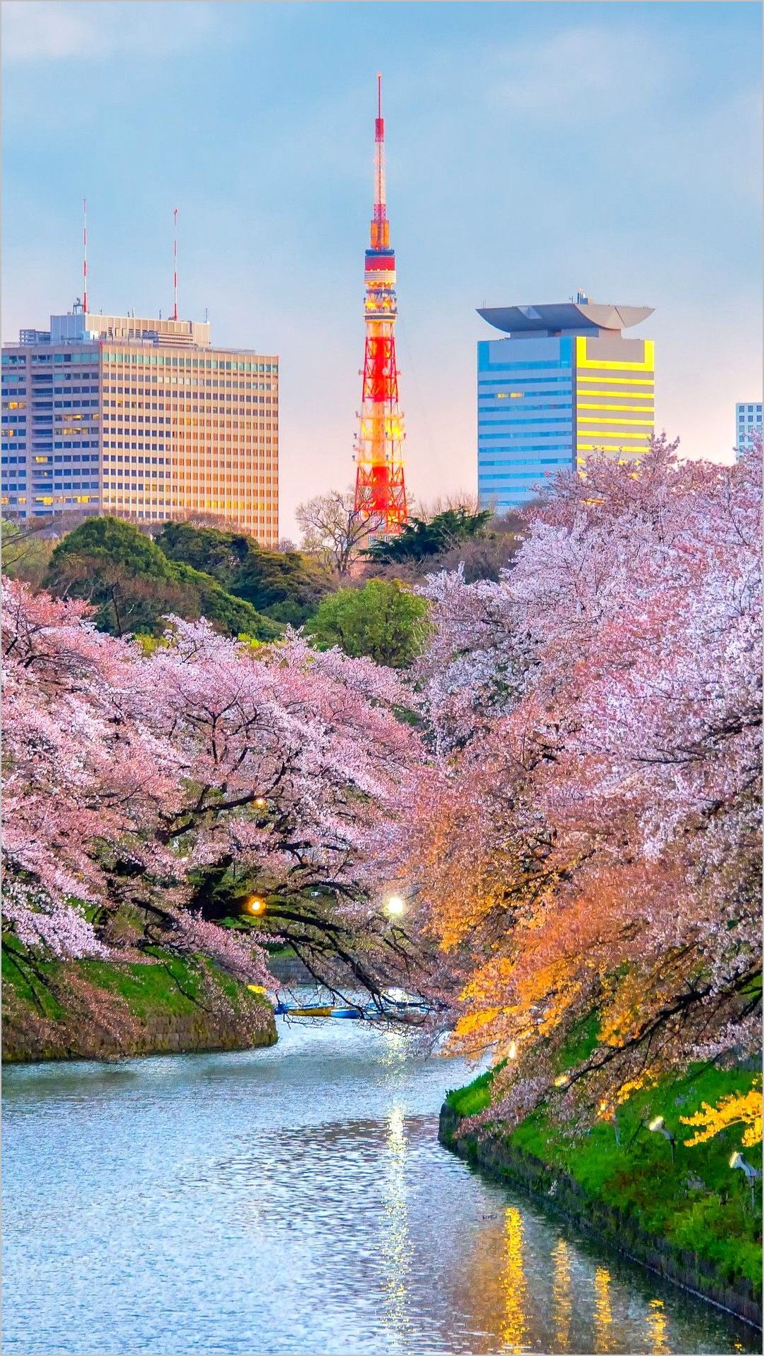 Tokyo Cherry Blossoms Wallpaper 4k. Cherry blossom wallpaper, iPhone wallpaper ocean, Places in tokyo