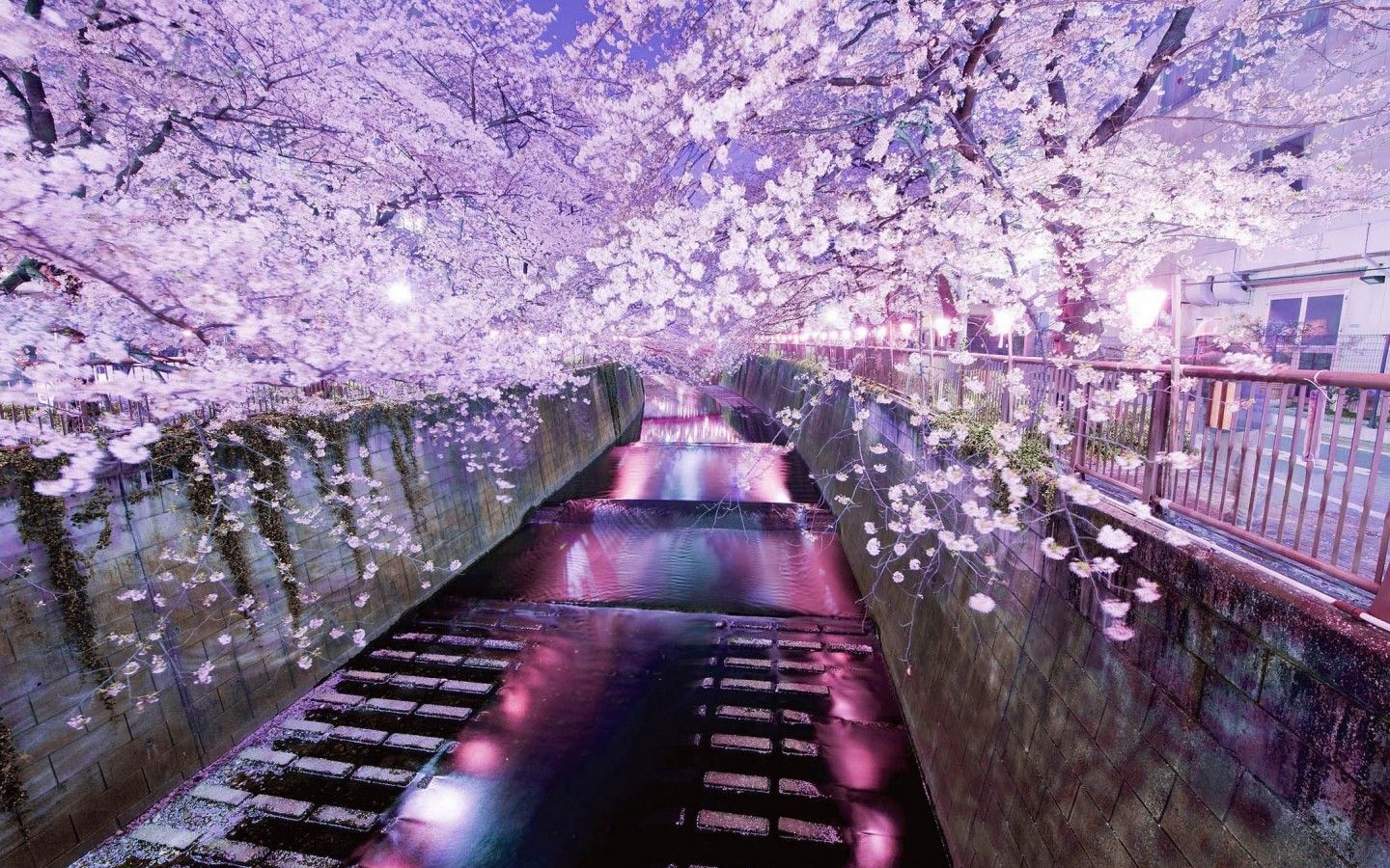 Tokyo Sakura Wallpaper