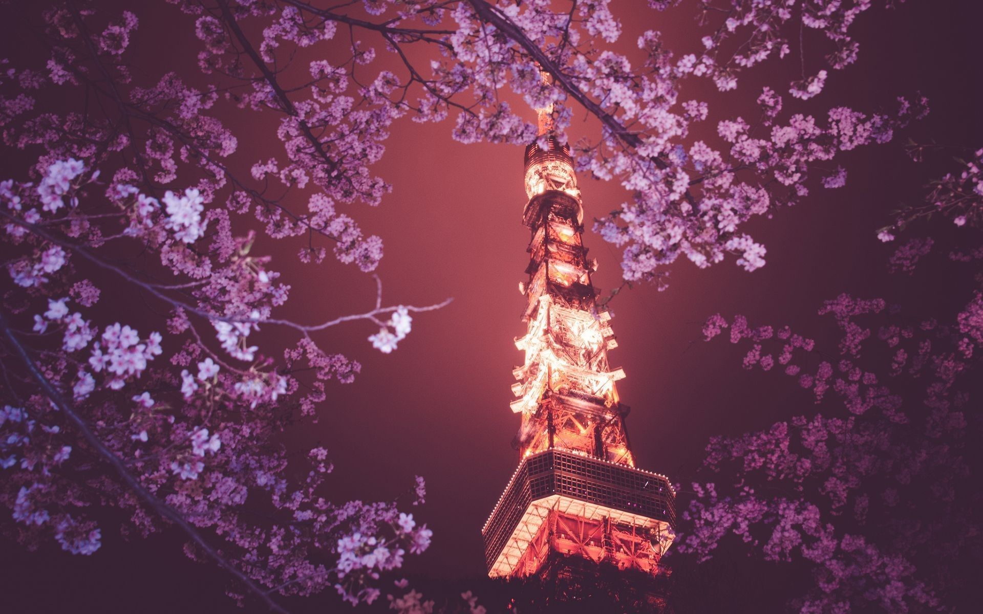 Wallpaper, Japan, flowers, night, branch, cherry blossom, spring, Tokyo Tower, flower, plant, computer wallpaper 1920x1200