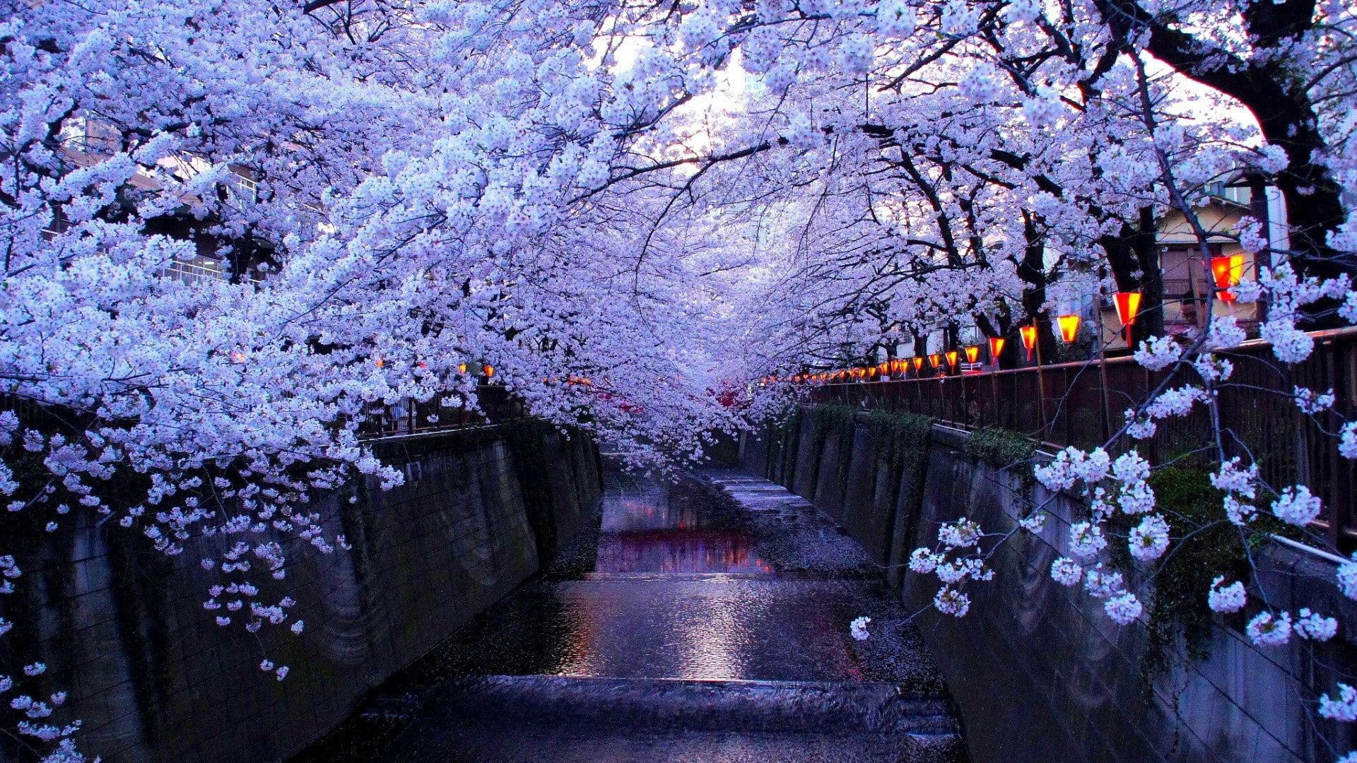 meguro river #tokyo #japan #blossom cherry blossom #spring cherry tree #flowery #branch #tree #water flo. Cherry blossom wallpaper, Anime flower, Spring wallpaper