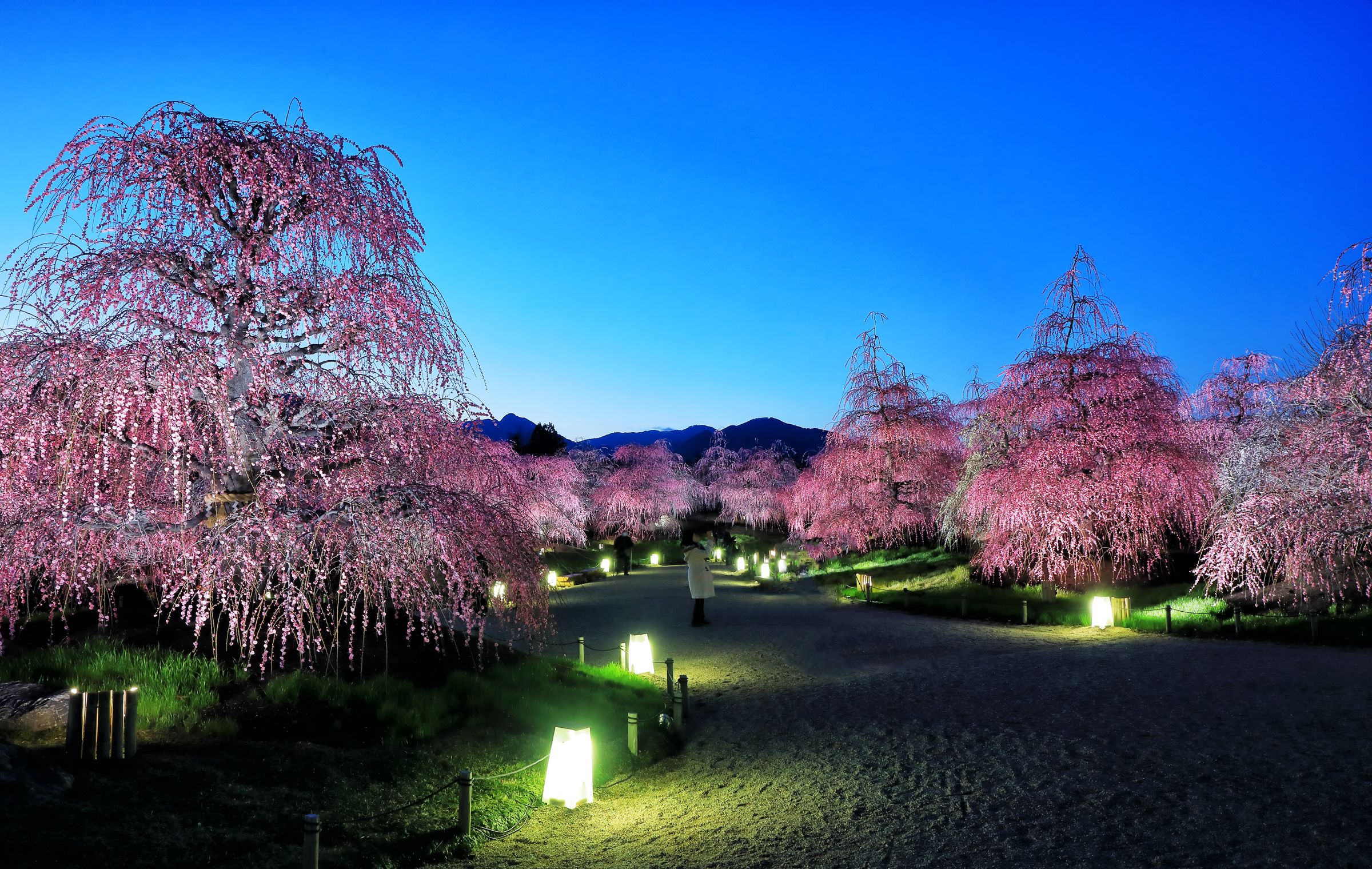 Sakura, Tokyo, Earth, Spring, Cherry Blossom, Night wallpaper