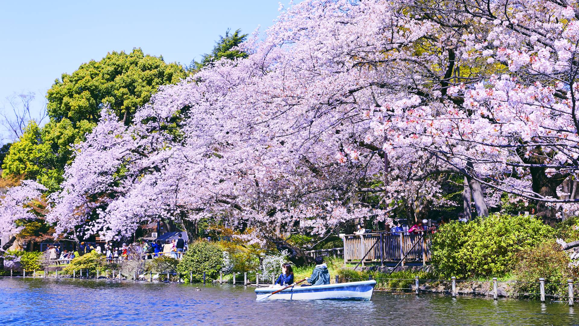 Free download Must See in April in Tokyo The Official Tokyo Travel Guide GO TOKYO [1920x1080] for your Desktop, Mobile & Tablet. Explore Spring Festival 2020 HD Wallpaper
