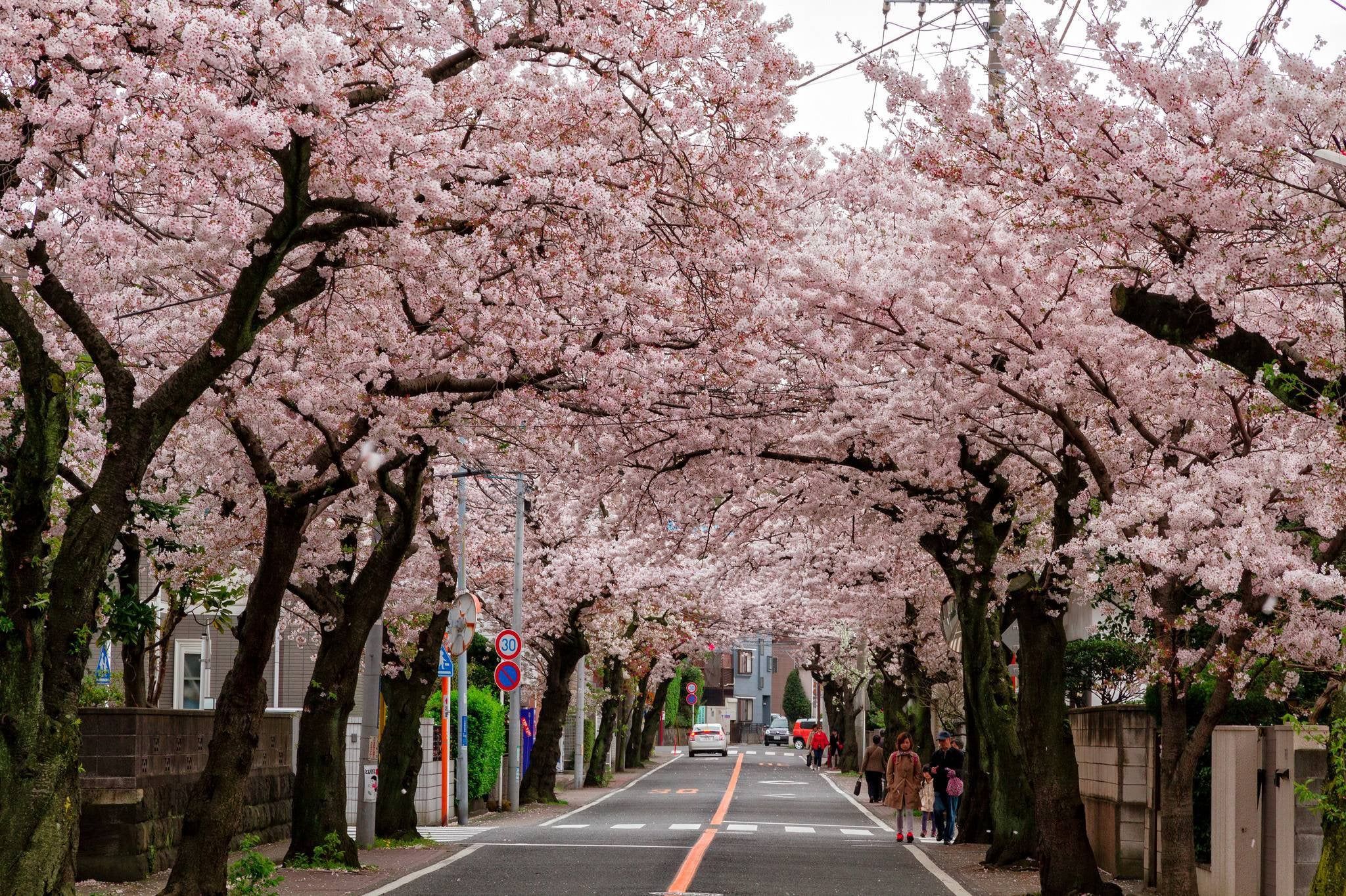 Cherry blossom tunnel in Tokyo
