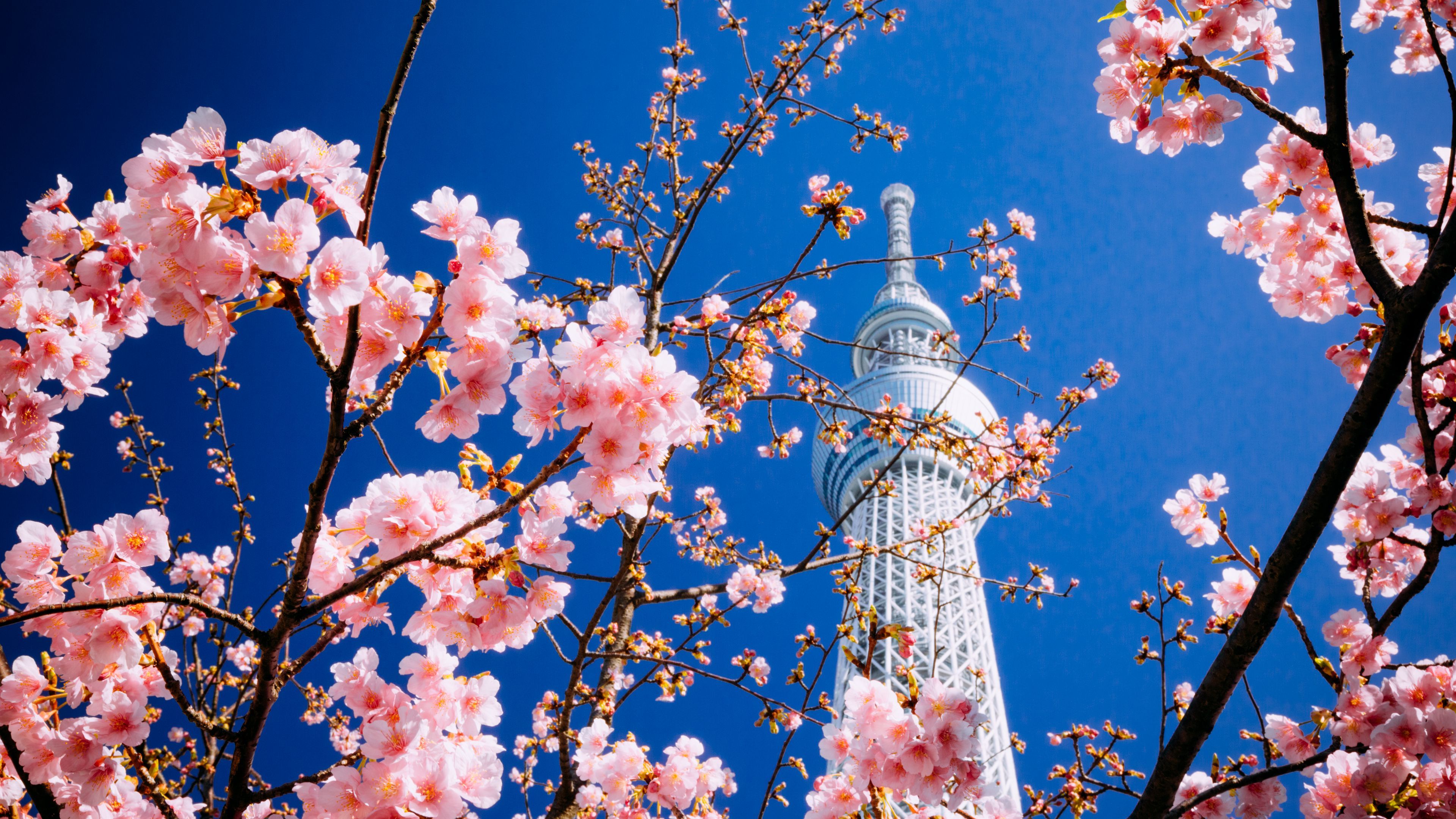 Download wallpaper 3840x2160 building, tower, sakura, bloom, tokyo 4k uhd 16:9 HD background