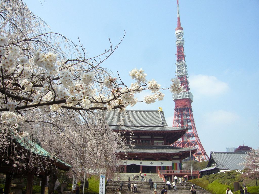 Tokyo spring blossoms wallpaperx768