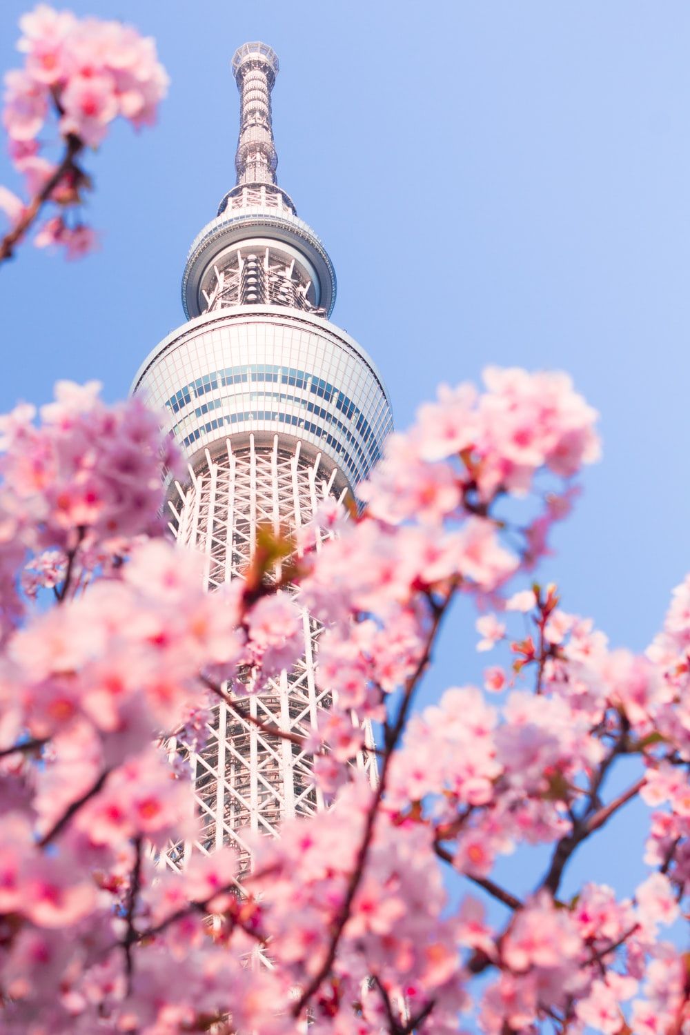 Tokyo Sakura Picture. Download Free Image