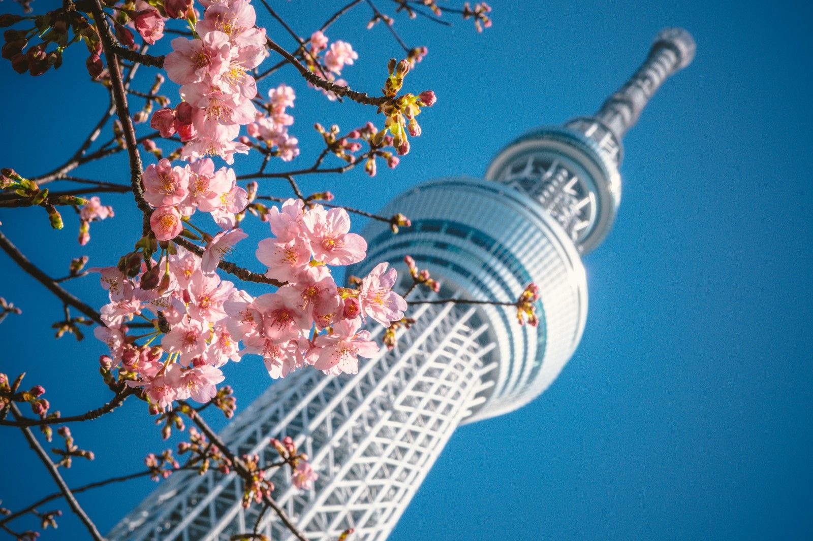 Япония небесное дерево Токио