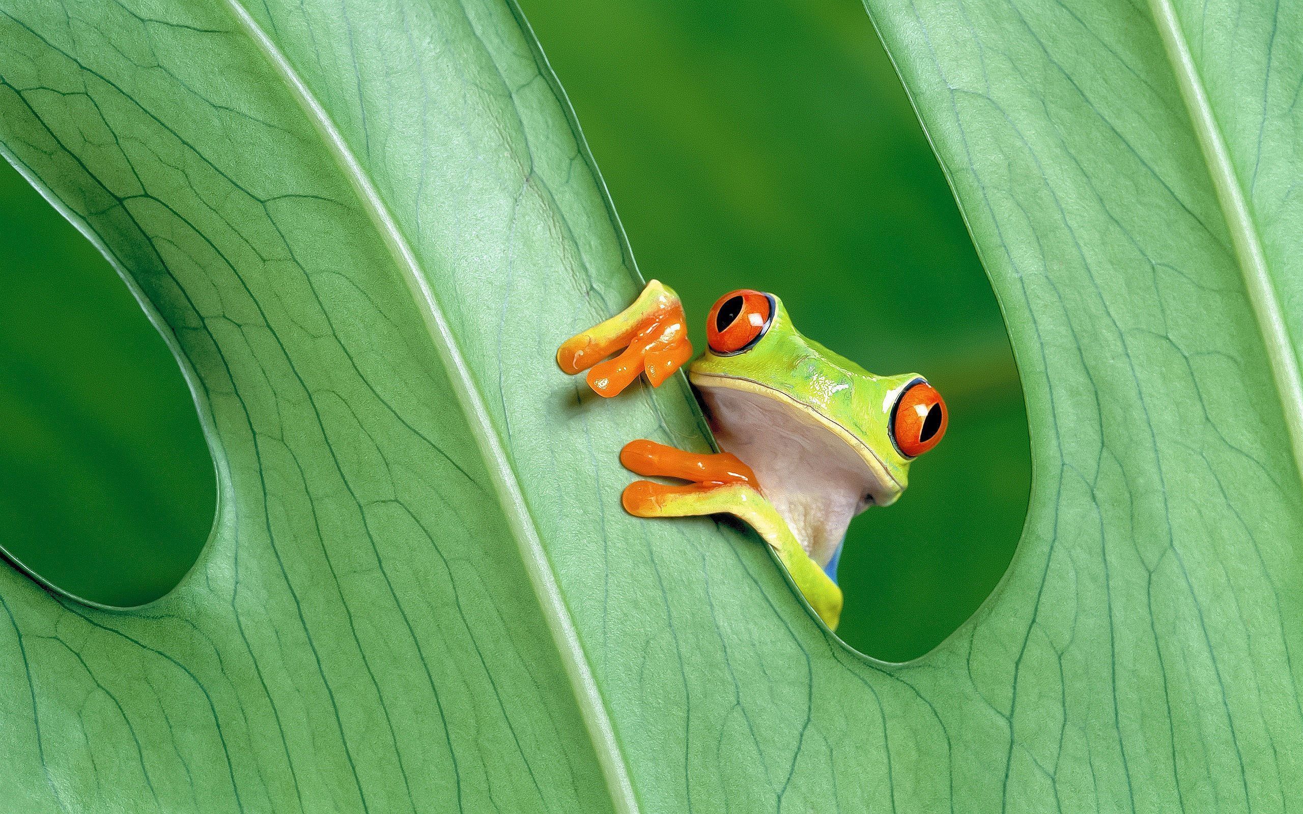 Green Frog Wallpaper Free Green Frog Background