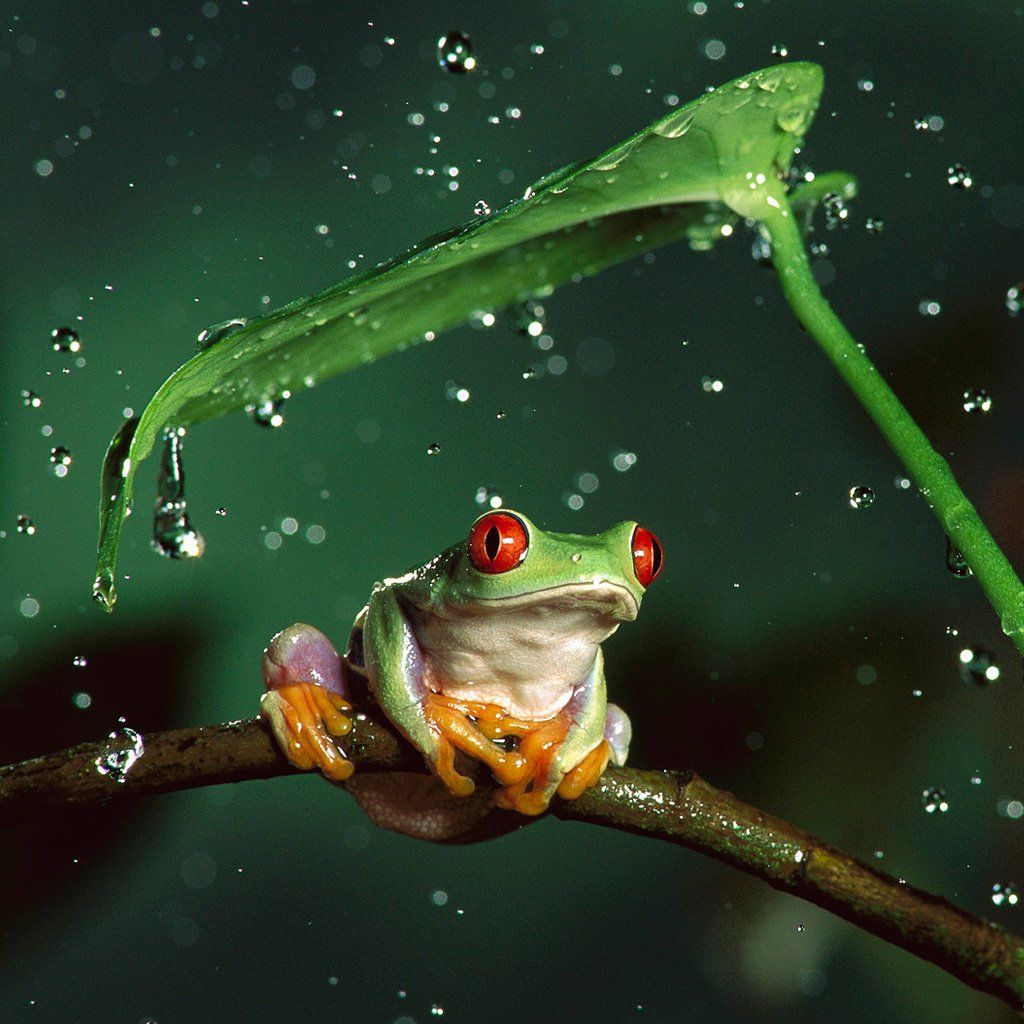 Tree Frog Wallpaper