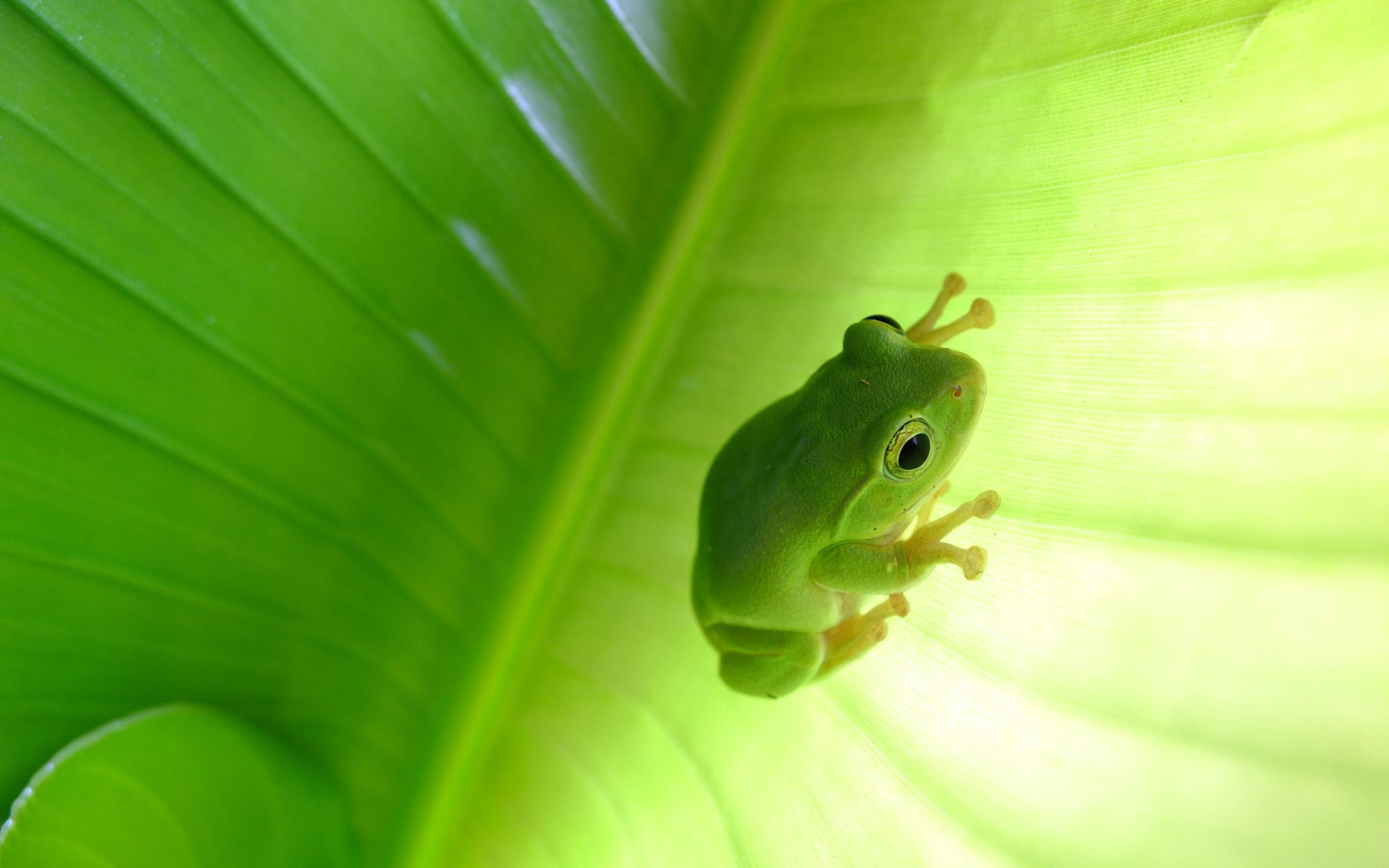 Green Tree Frog Background