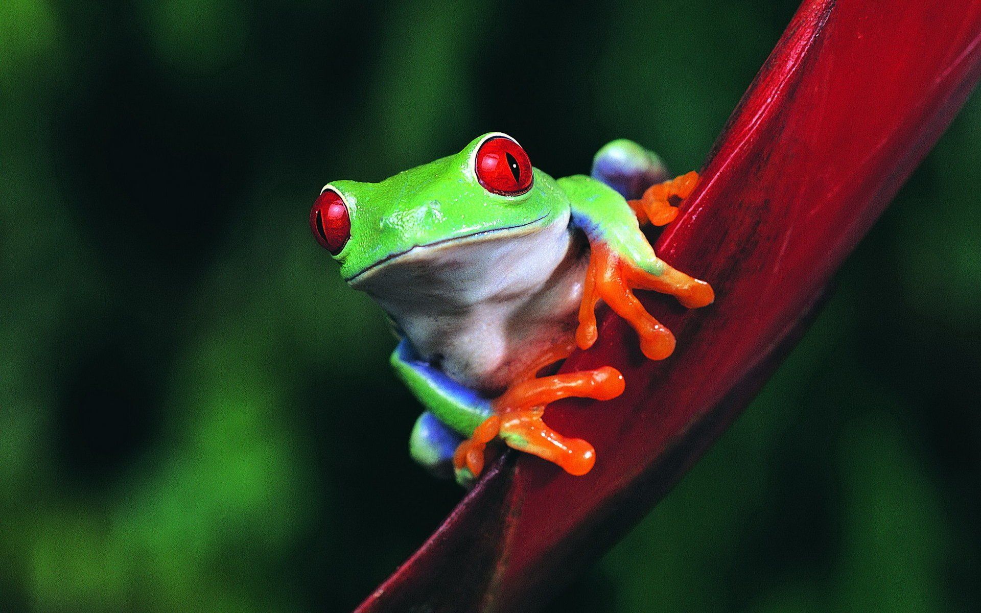 Red Eyed Tree Frog HD Wallpapers