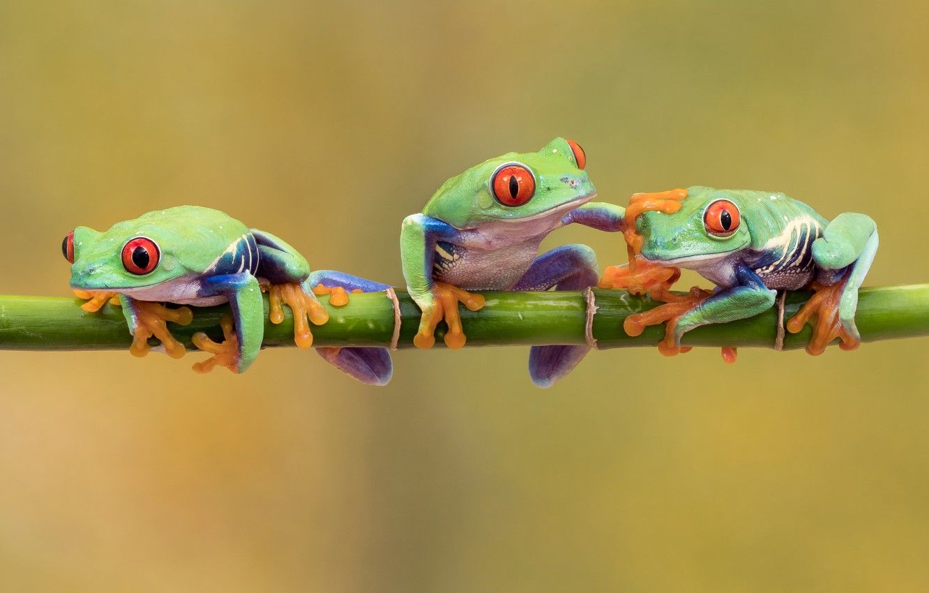 Wallpaper Pose, Background, Frog, Legs, Branch, Green, Frogs, Three, Trio, Trinity, Red Eyed Tree Frog, Tree Frogs Image For Desktop, Section макро