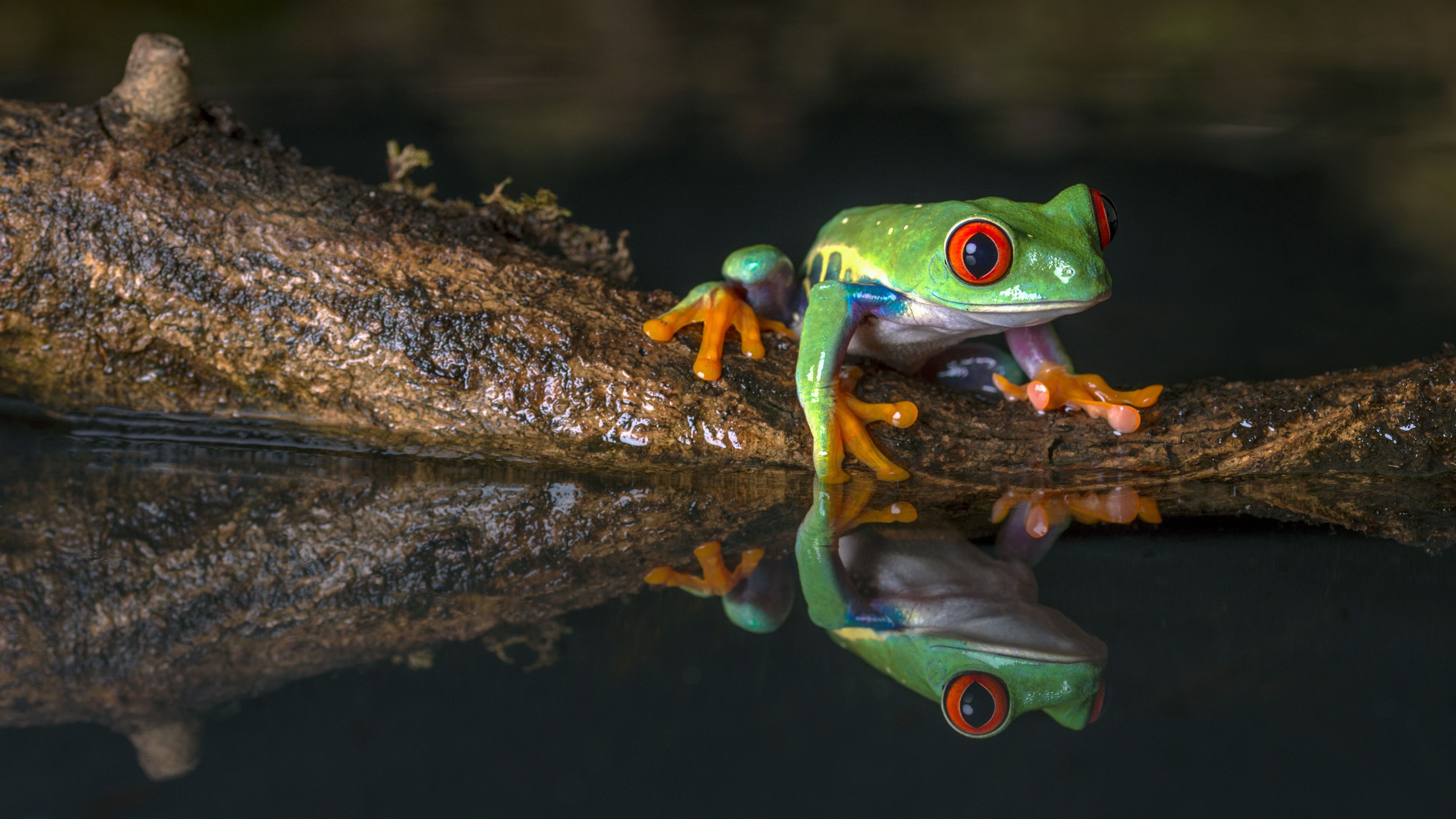 Wallpaper Green frog, water 5120x2880 UHD 5K Picture, Image