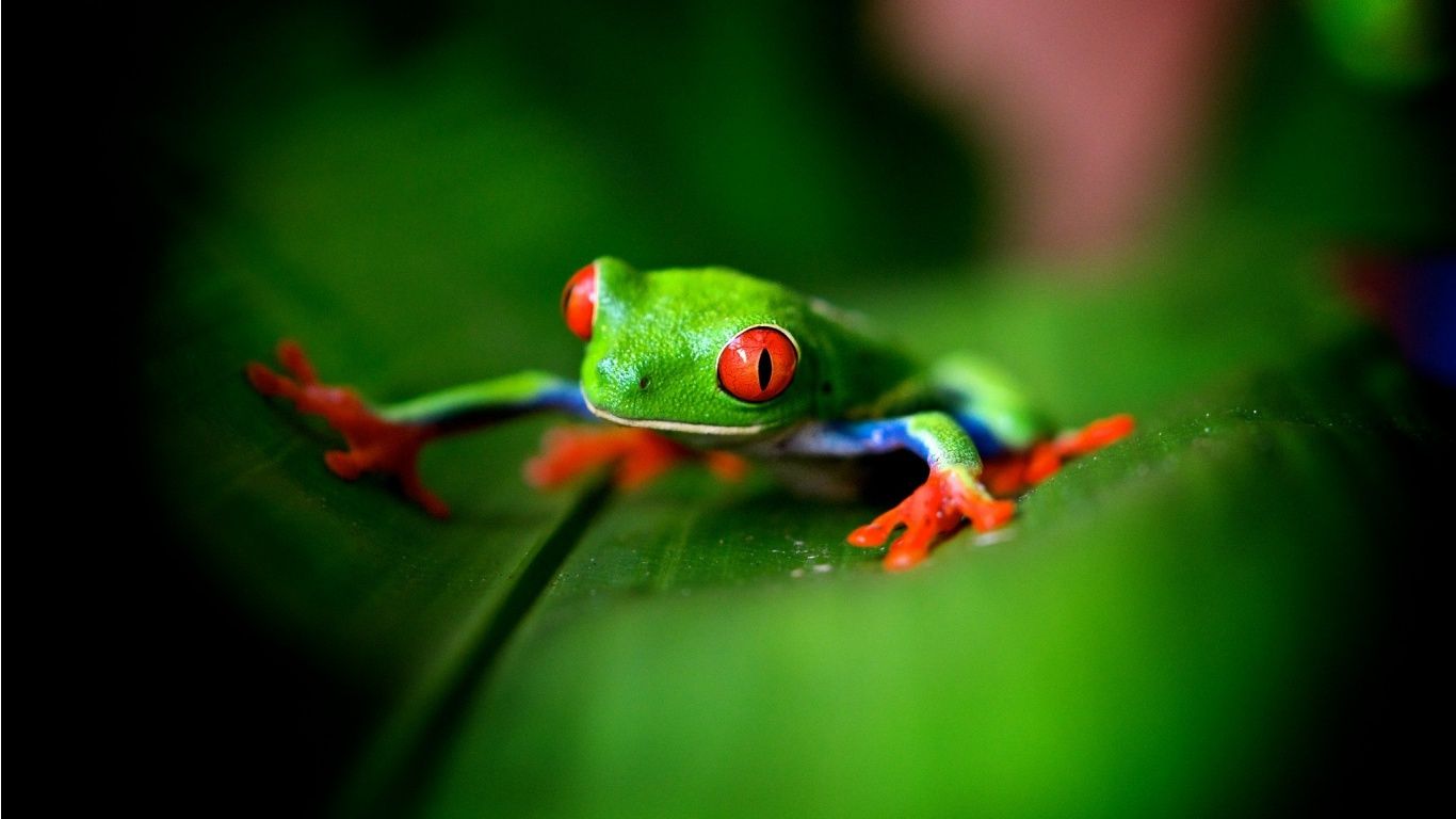 Free download Cute Green Frog Wallpaper 1366x768 197221 [1366x768] for your Desktop, Mobile & Tablet. Explore Cute Frog Background. Funny Frog Wallpaper Desktop, Frog Valentine Wallpaper Background