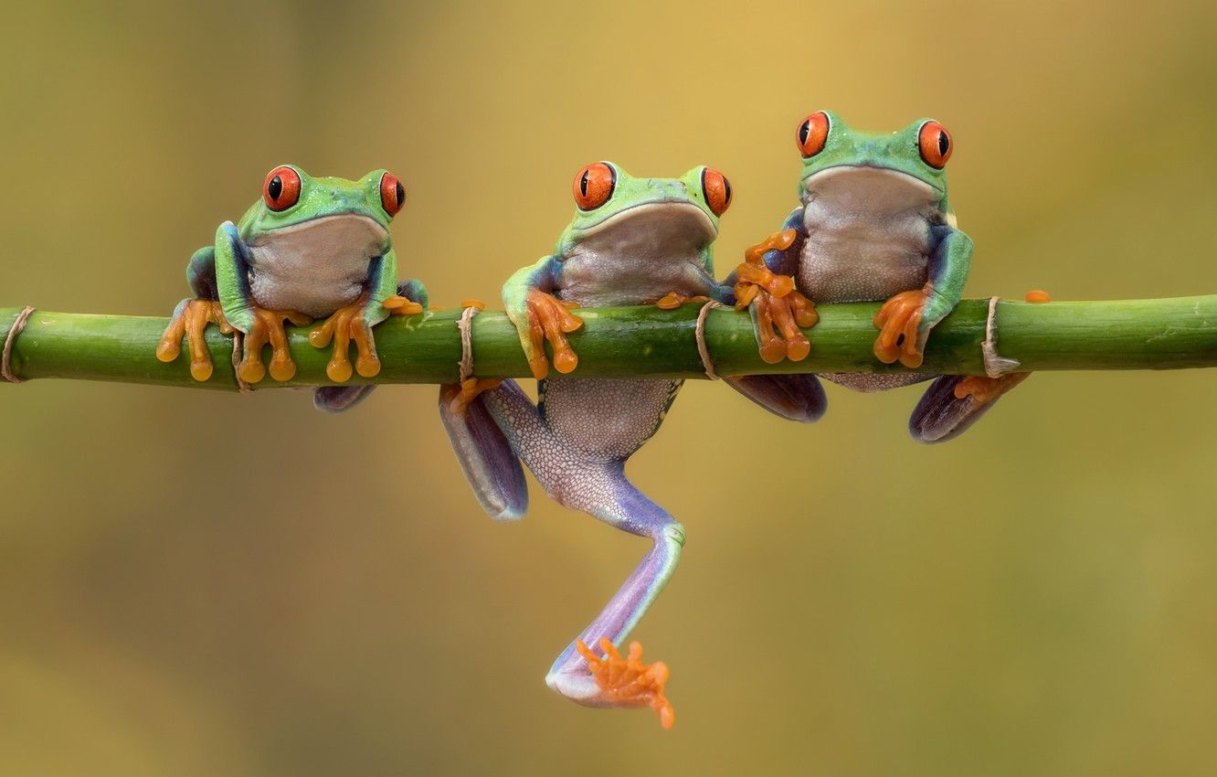 Wallpapers background, bamboo, frogs, trio, Trinity, tree frog, Red