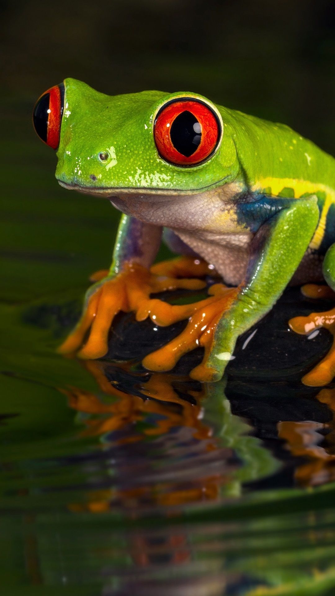 Wallpaper Green frog, water, wave 3840x2160 UHD 4K Picture, Image