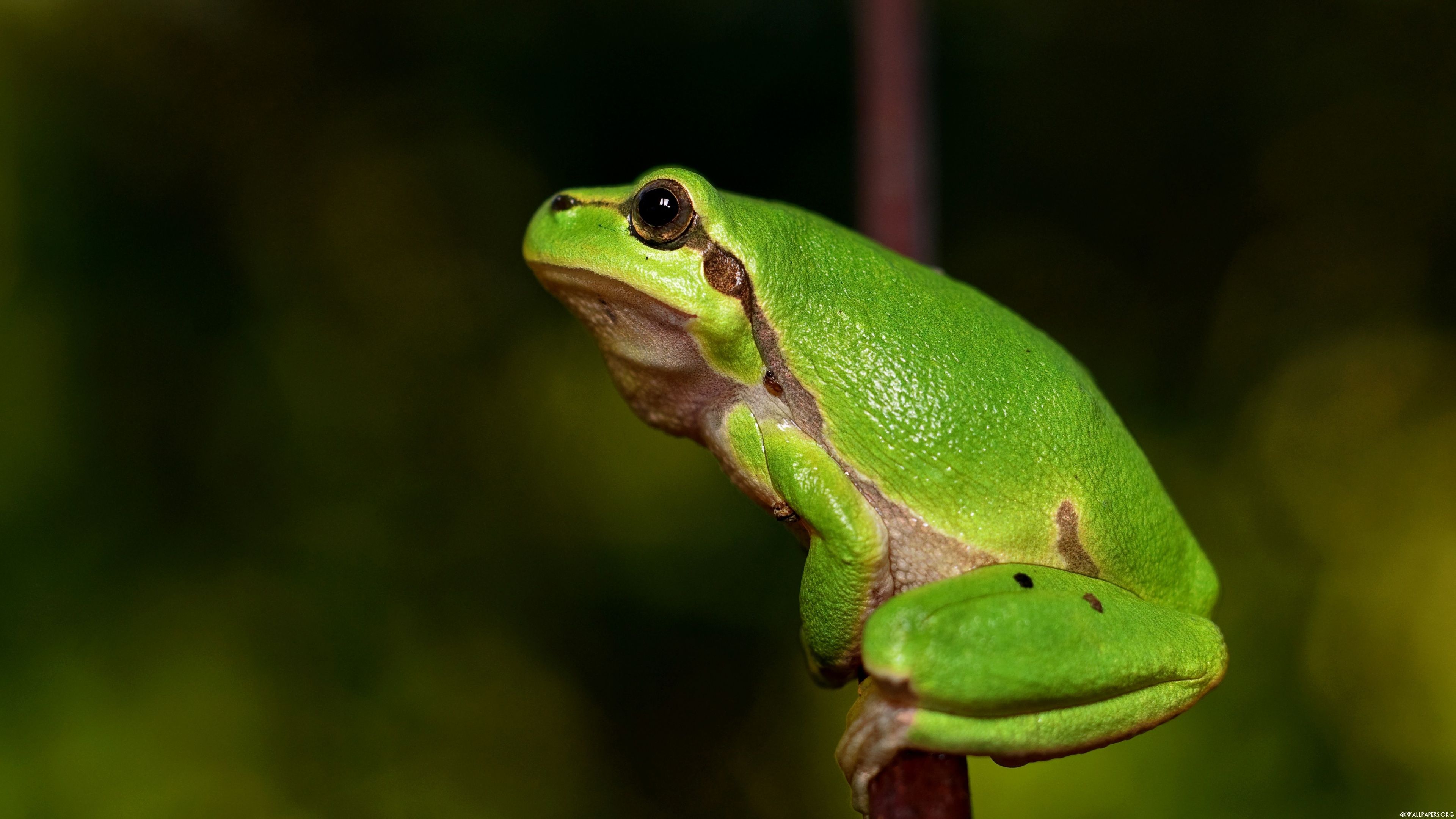 4K Green Frog Wallpaper