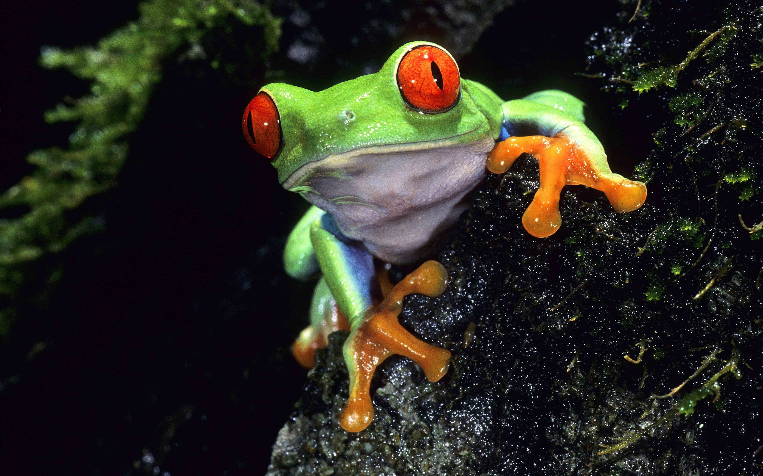 Cute Green Frog Background Picture