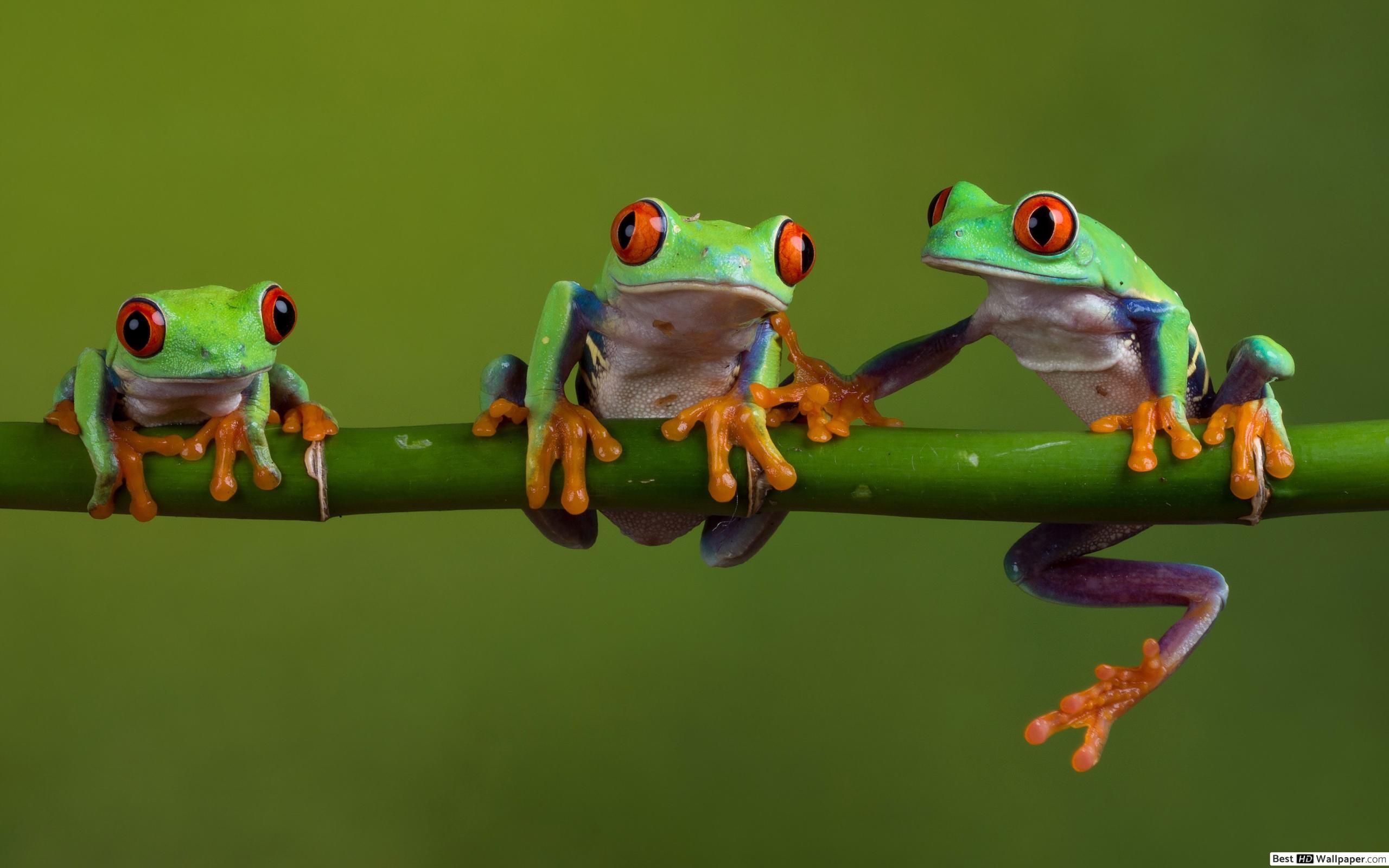 Red eyed tree frog HD wallpaper download