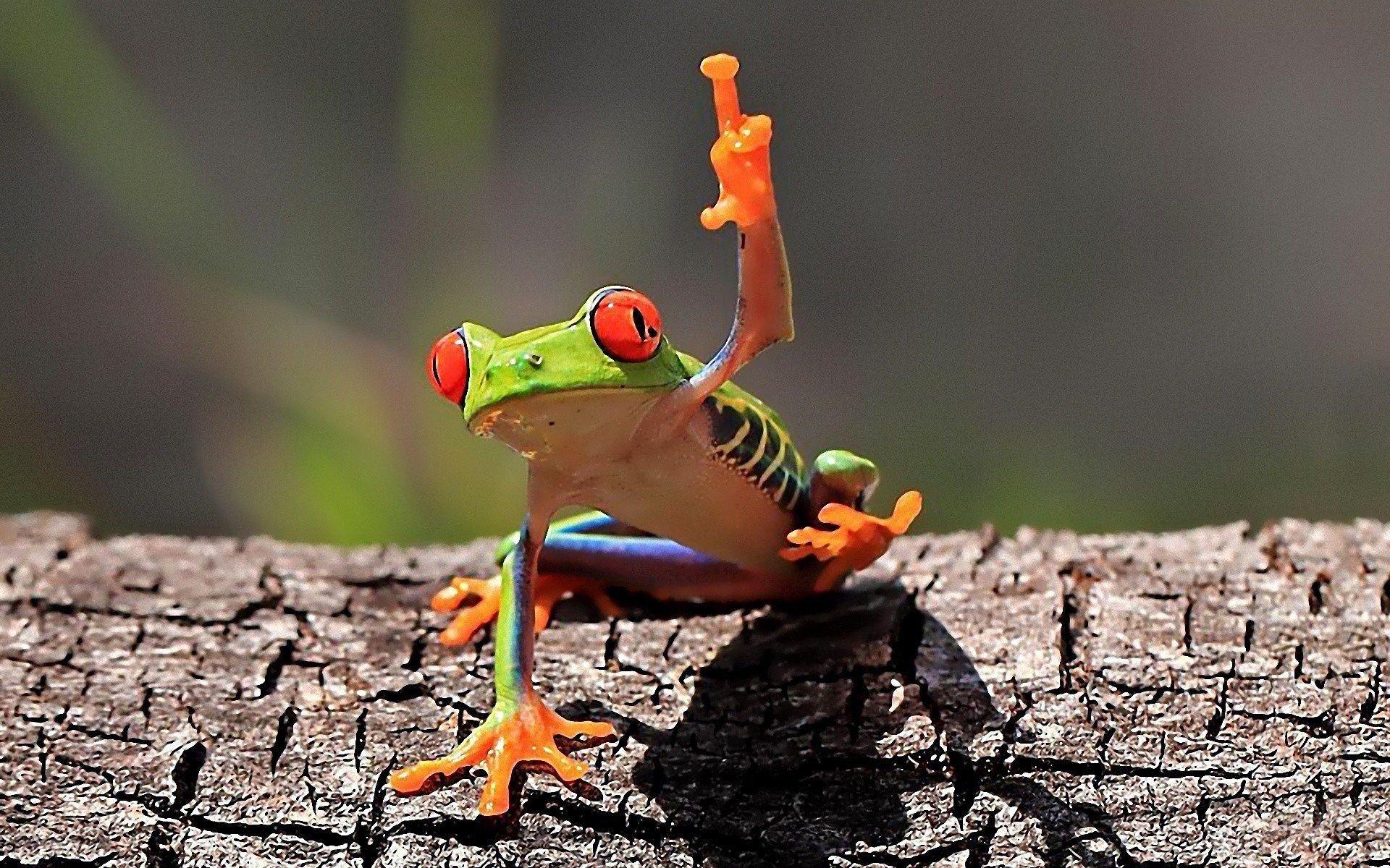 middle finger, Frog, Amphibian, Red Eyed Tree Frogs HD Wallpapers / Desktop and Mobile Image & Photos
