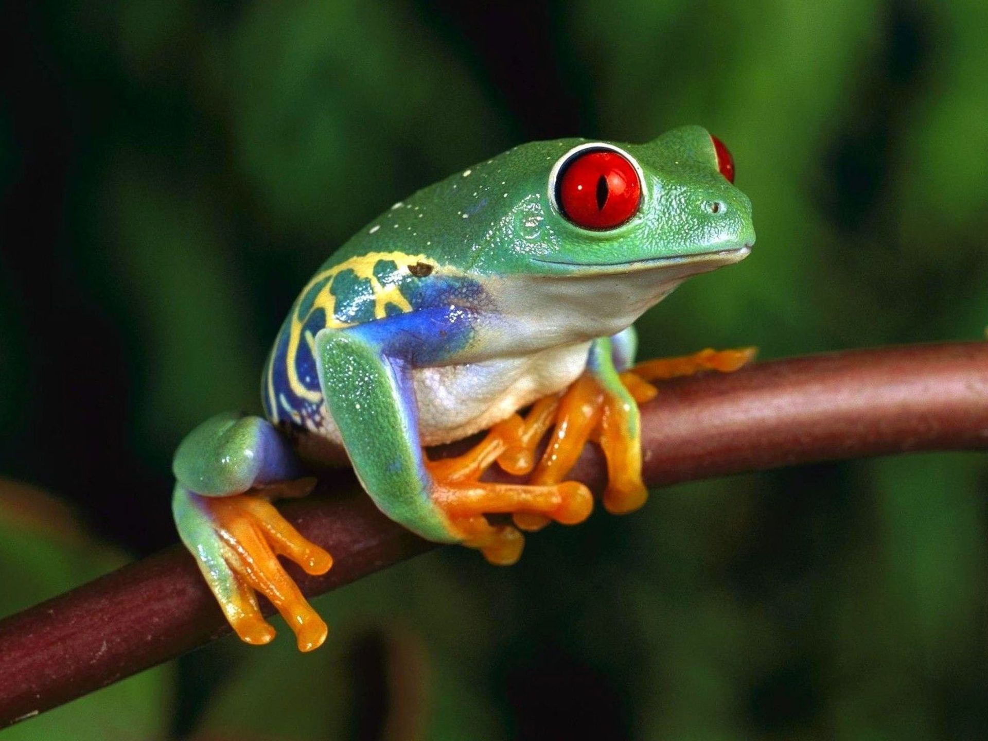 Green Frog Wallpapers - Wallpaper Cave