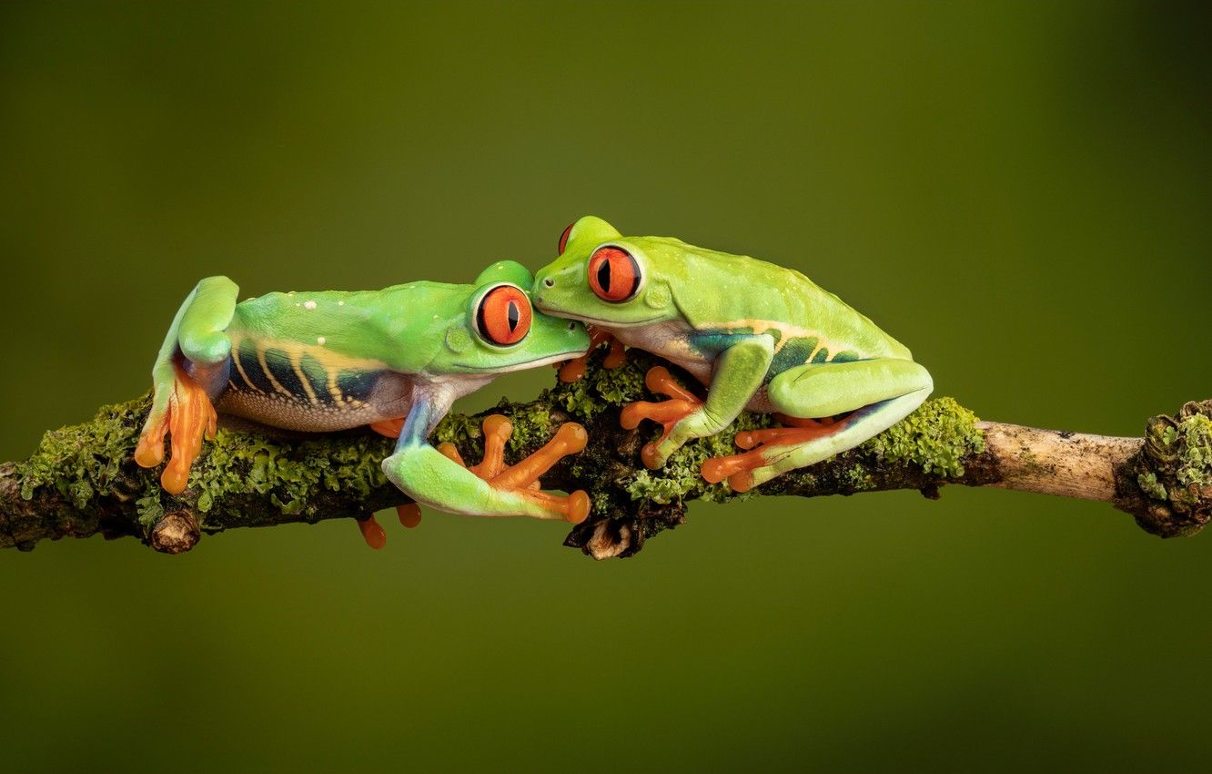 Wallpaper Two, Branch, Green, Pair, Frogs, Red Eyed Tree Frog, Tree Frogs, Red Eyed, The Poison Dart Frog Image For Desktop, Section макро